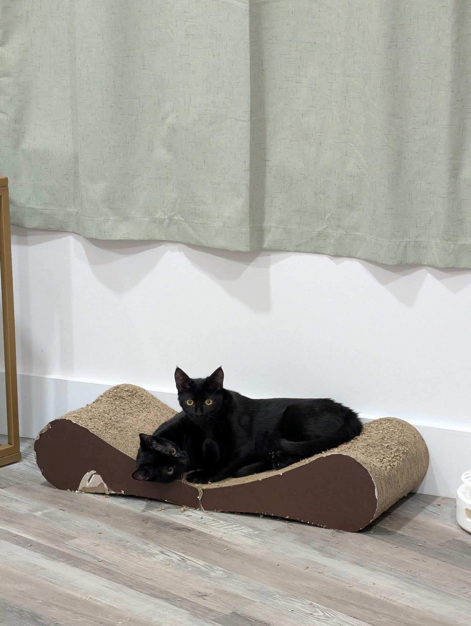 Loco, Adoptable, Young Male Domestic Short Hair.
