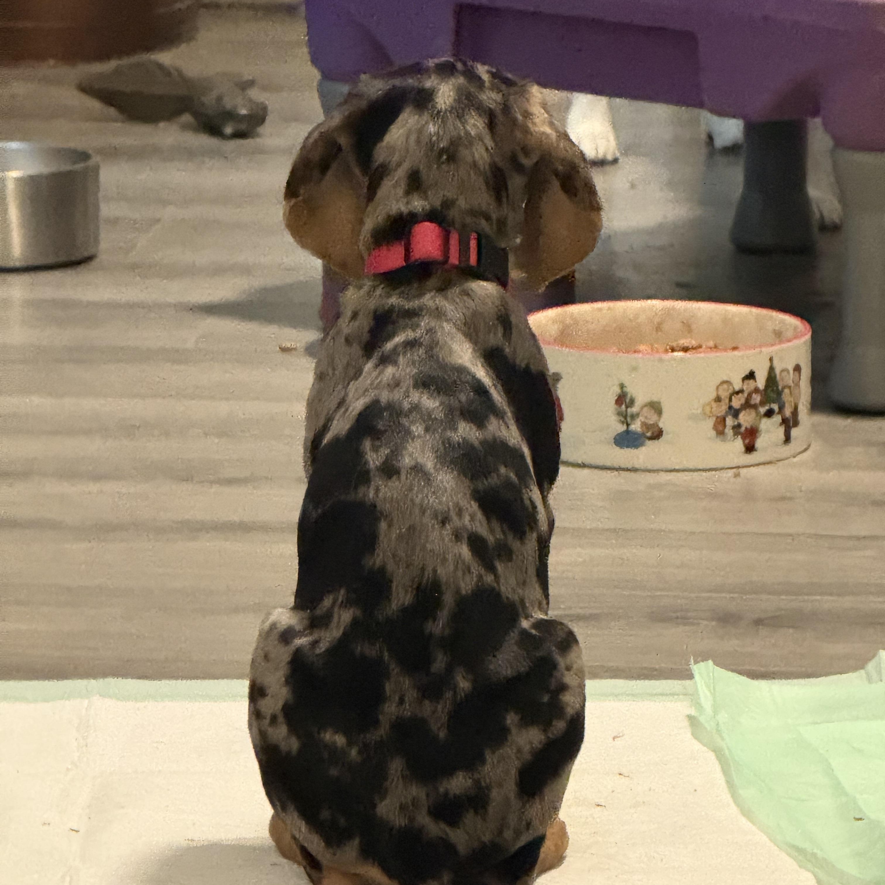 Georgia, an adopted mixed breed in Folkston, GA image 2/6