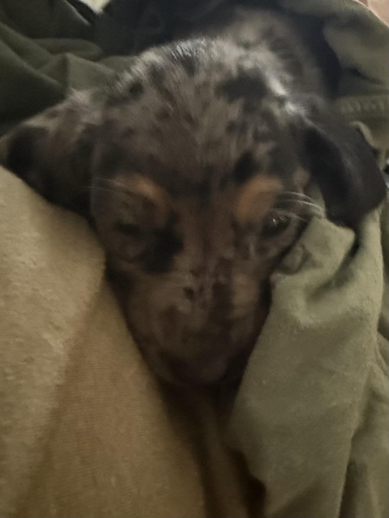 Enlarge Georgia, a Adopted mixed breed in Folkston, GA image 2/6