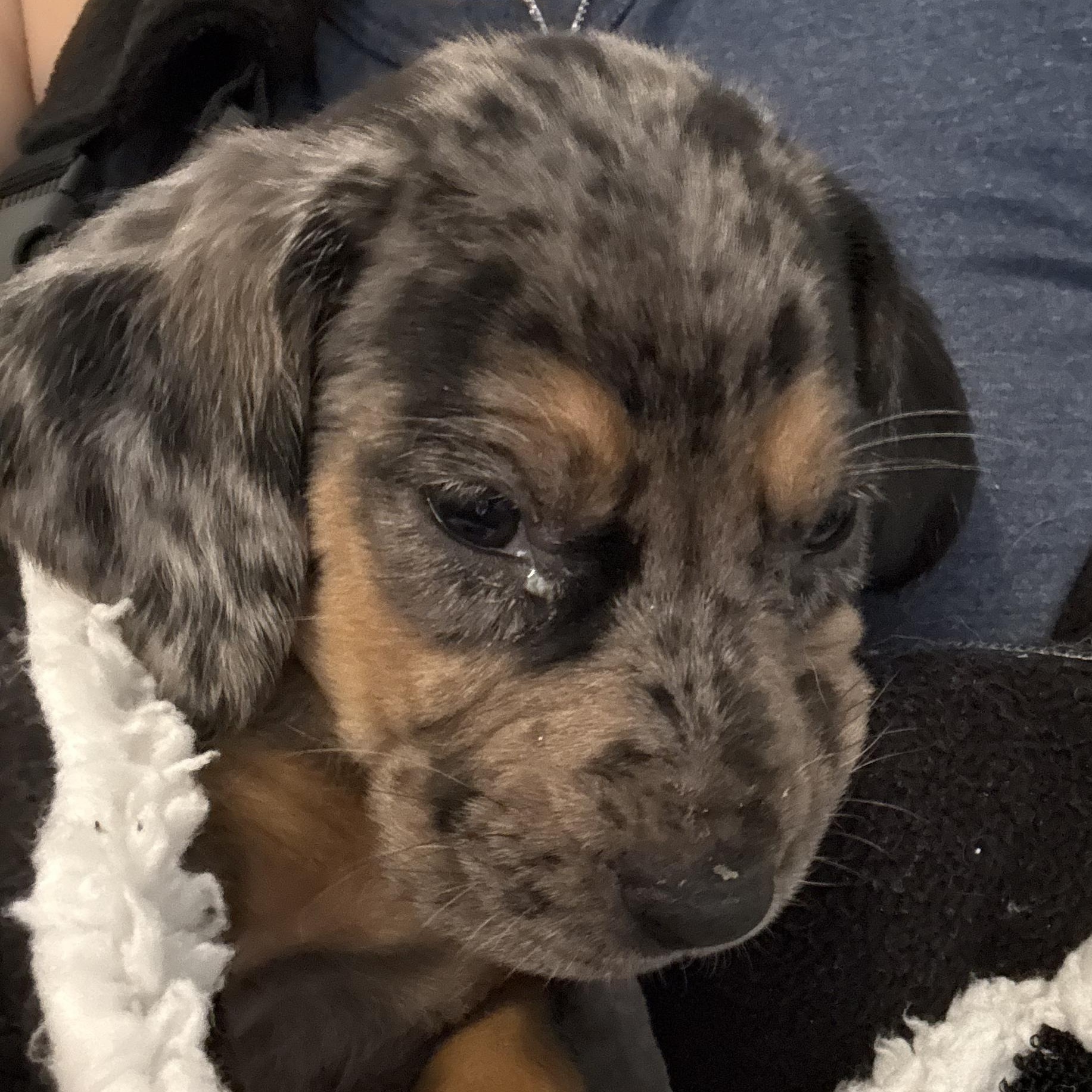 Enlarge Georgia, a Adopted mixed breed in Folkston, GA image 3/6