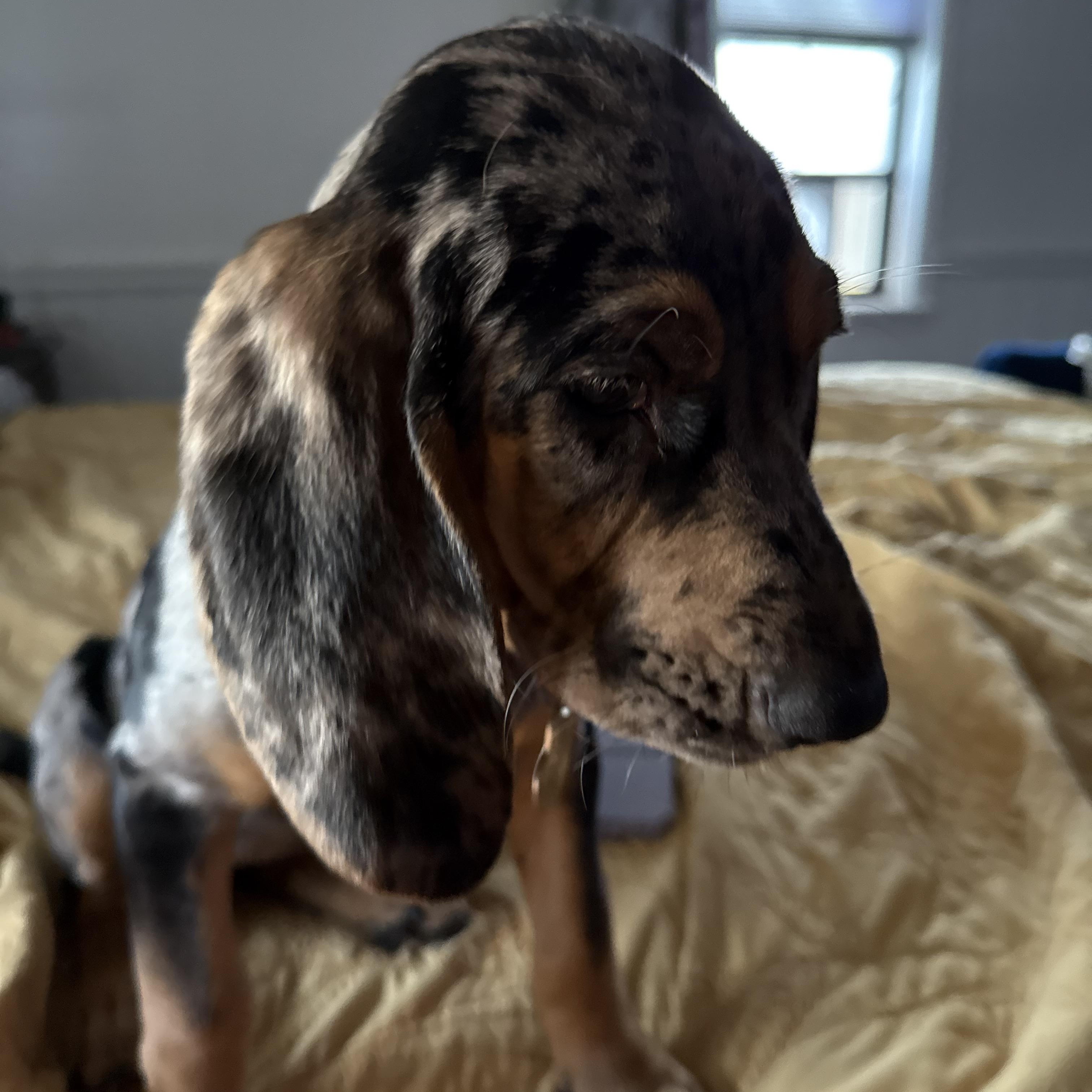 Georgia, an adopted mixed breed in Folkston, GA image 4/6