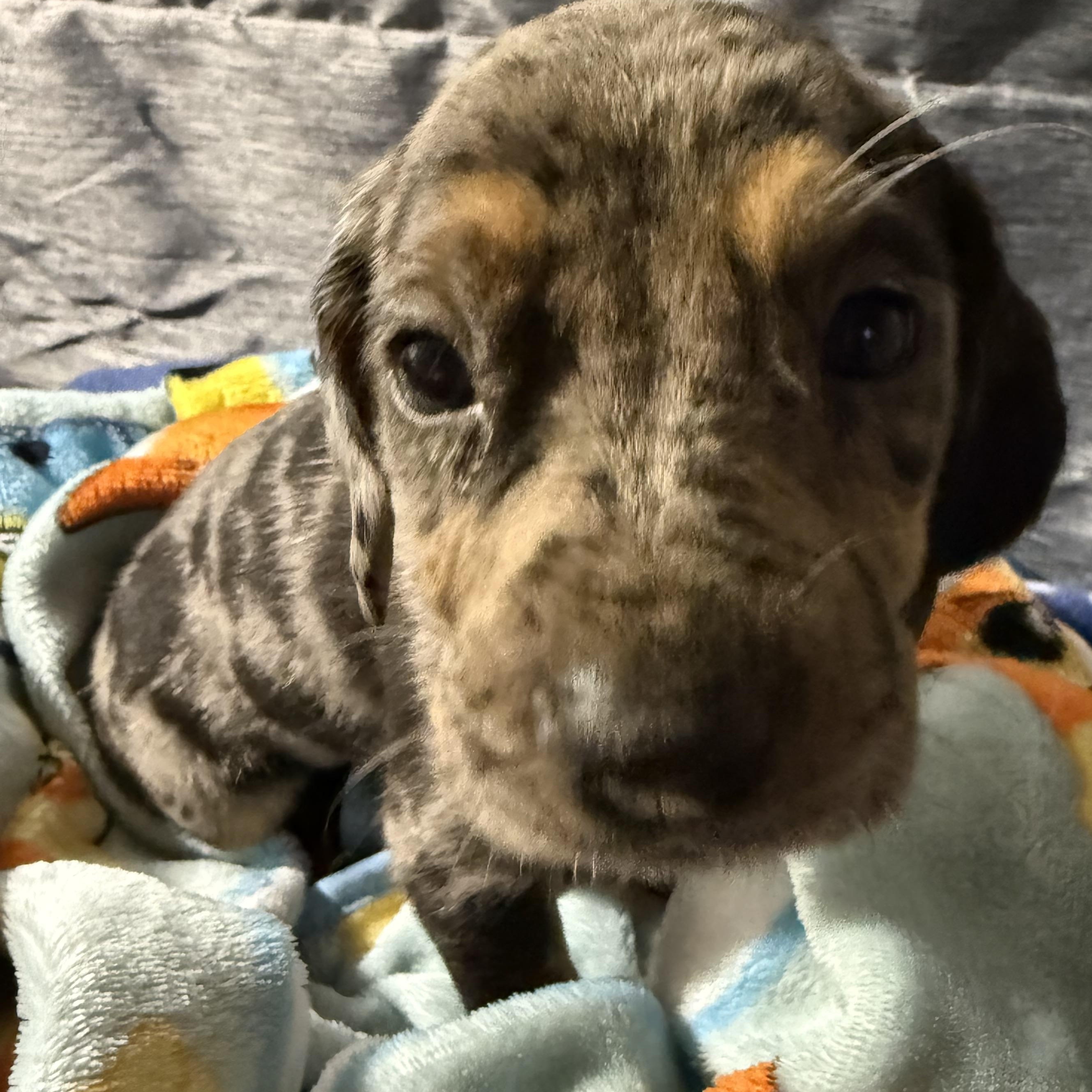 Enlarge Georgia, a Adopted mixed breed in Folkston, GA image 4/6