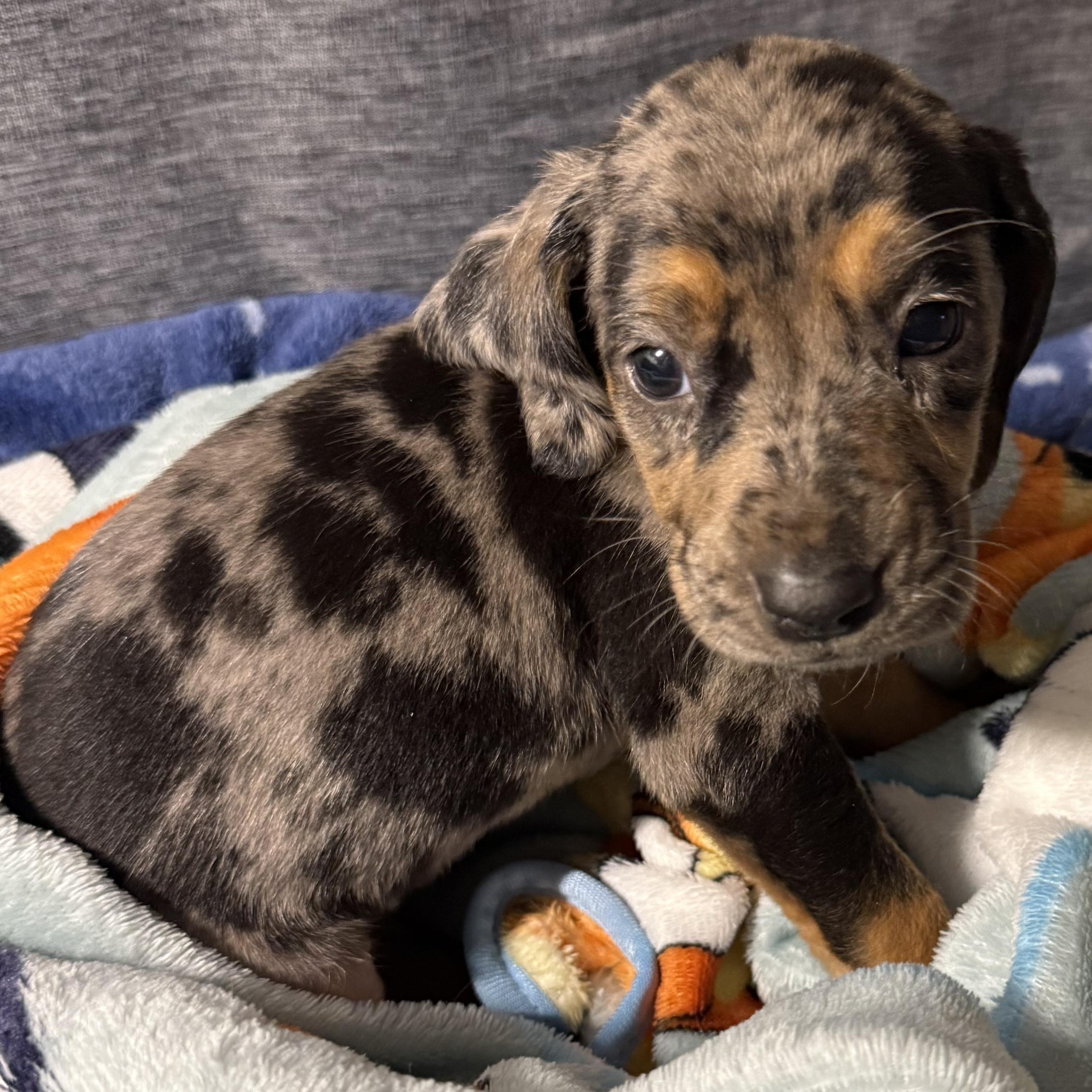 Georgia, Adopted, Puppy Female Catahoula Leopard Dog & Greyhound.