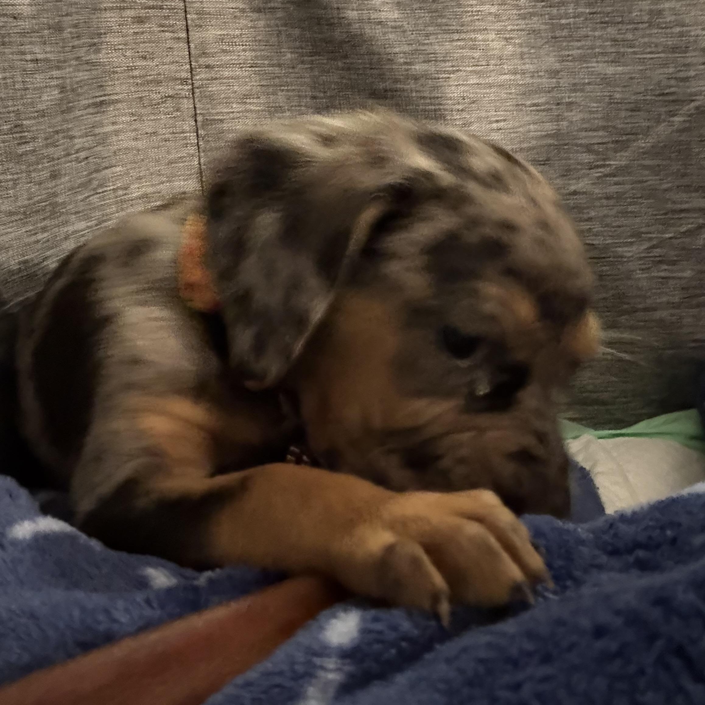 Enlarge Georgia, a Adopted mixed breed in Folkston, GA image 5/6