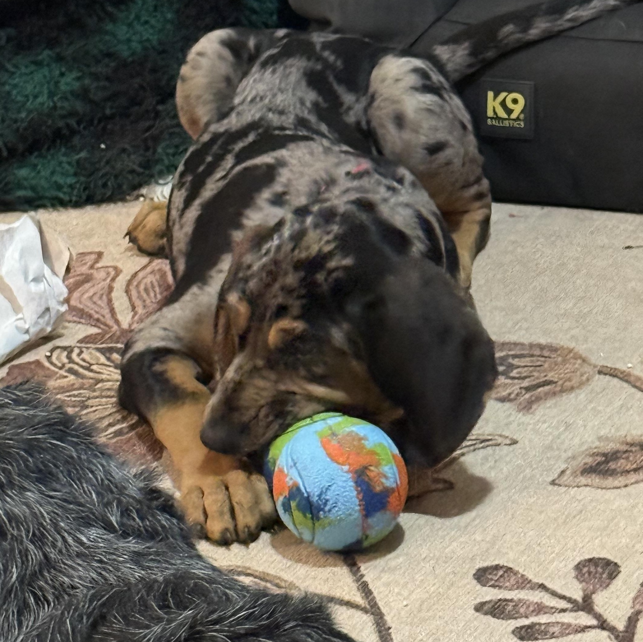 Georgia, an adopted mixed breed in Folkston, GA image 3/6