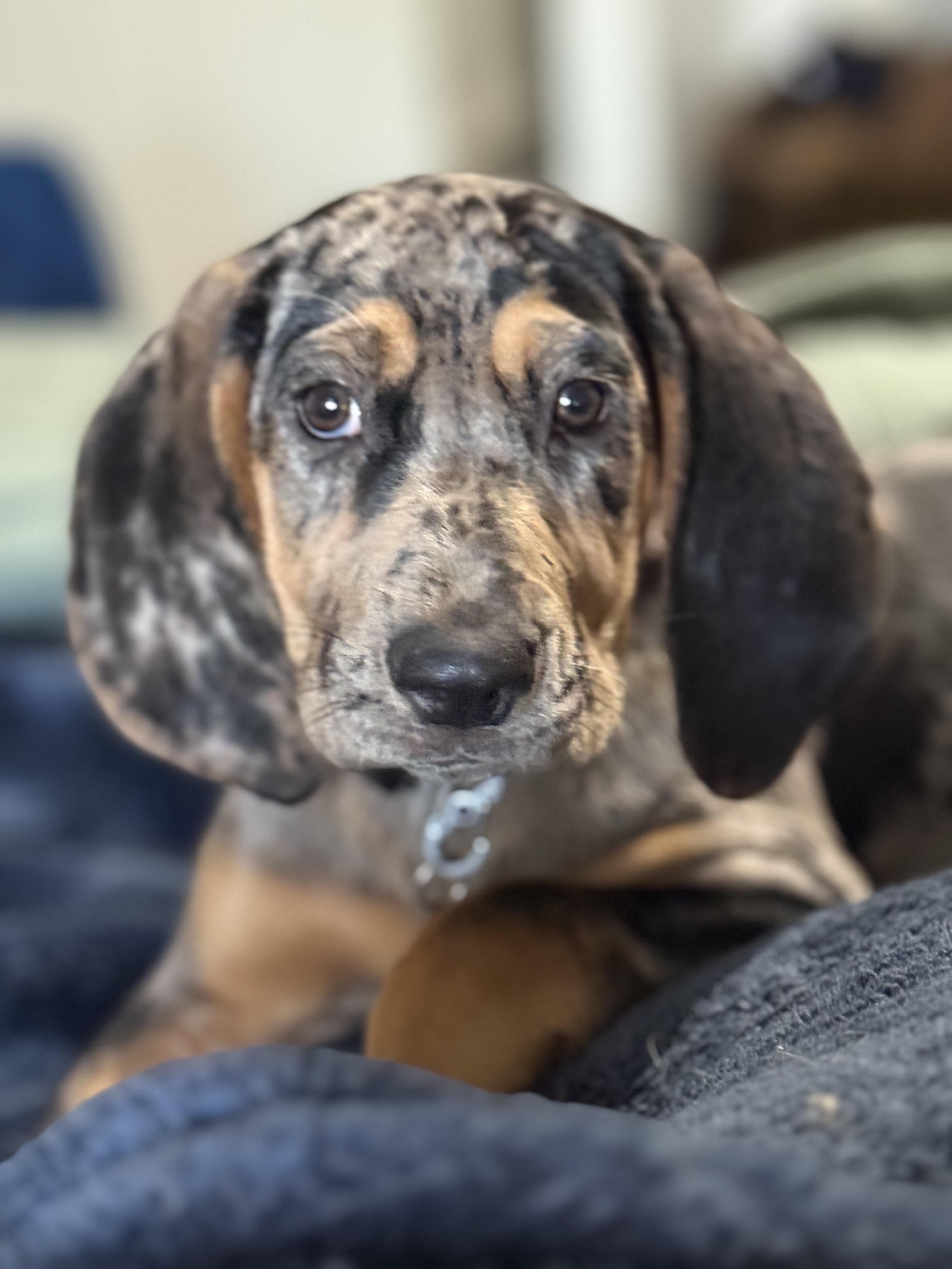 Georgia, adopted, Young Female Catahoula Leopard Dog & Bluetick Coonhound.