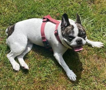 Enlarge LAYLA SUNWHISPER - pending, an adopted French Bulldog in Bonney Lake, WA image 2/3