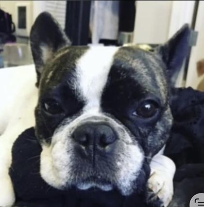 Enlarge LAYLA SUNWHISPER - pending, an adopted French Bulldog in Bonney Lake, WA image 3/3