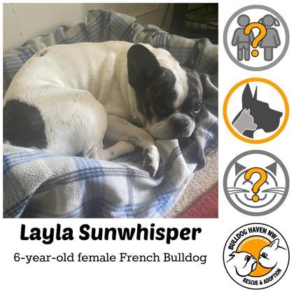 LAYLA SUNWHISPER - pending, adopted, Adult Female French Bulldog.