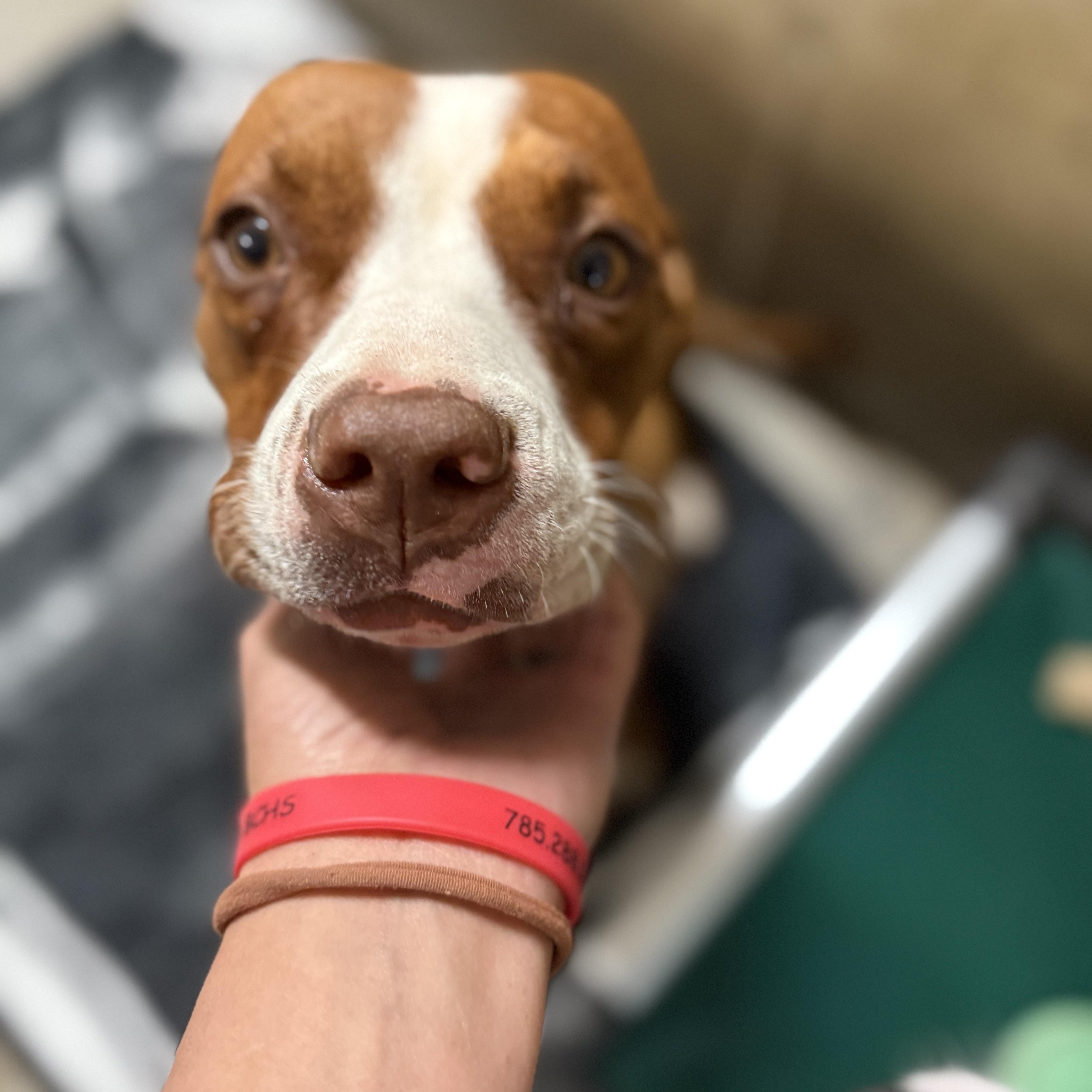 Enlarge Moxy, a Adoptable mixed breed in Hiawatha, KS image 2/5