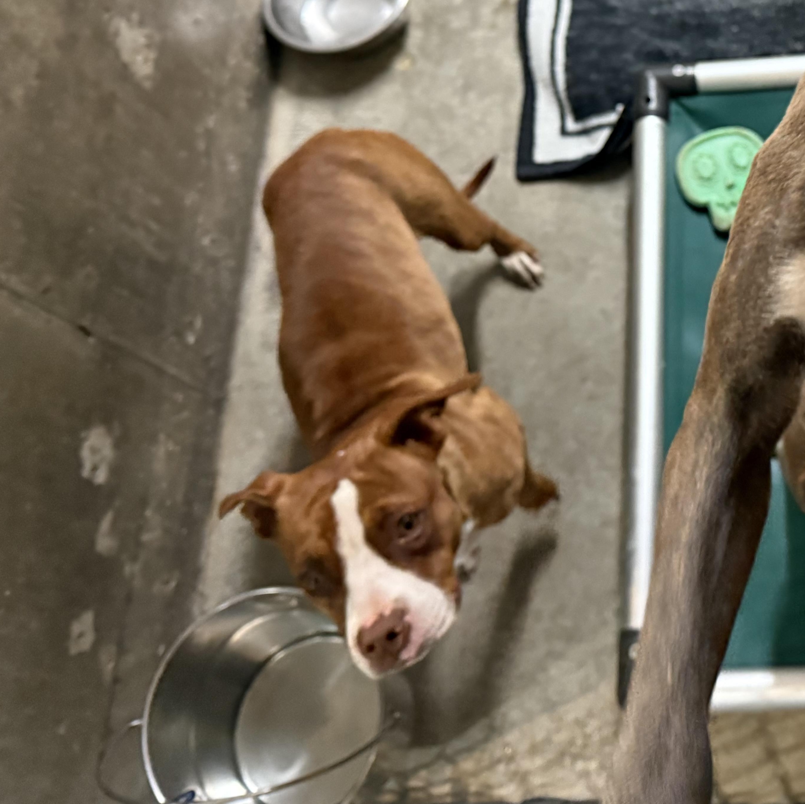 Enlarge Moxy, a Adoptable mixed breed in Hiawatha, KS image 3/5