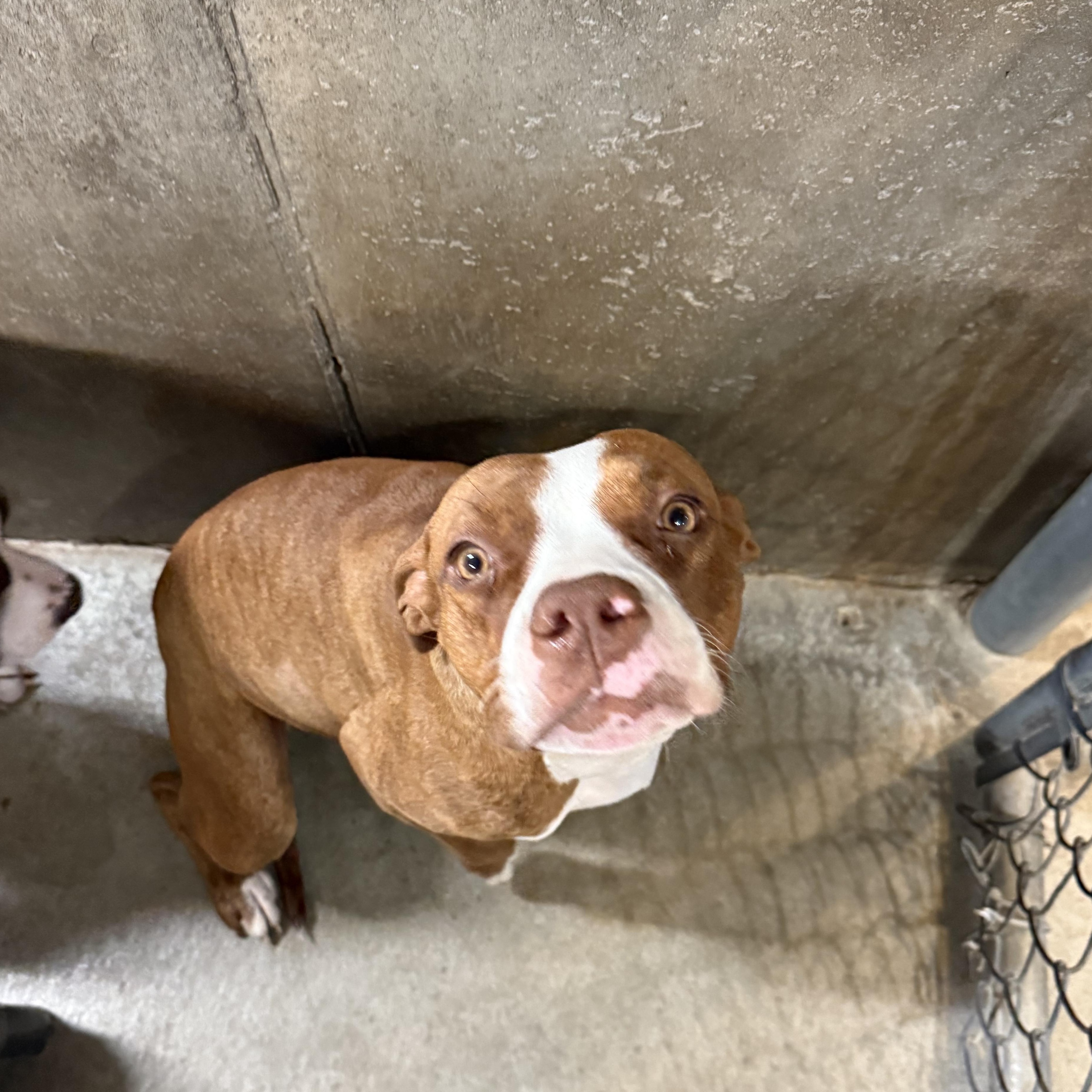 Enlarge Moxy, a Adoptable mixed breed in Hiawatha, KS image 4/5