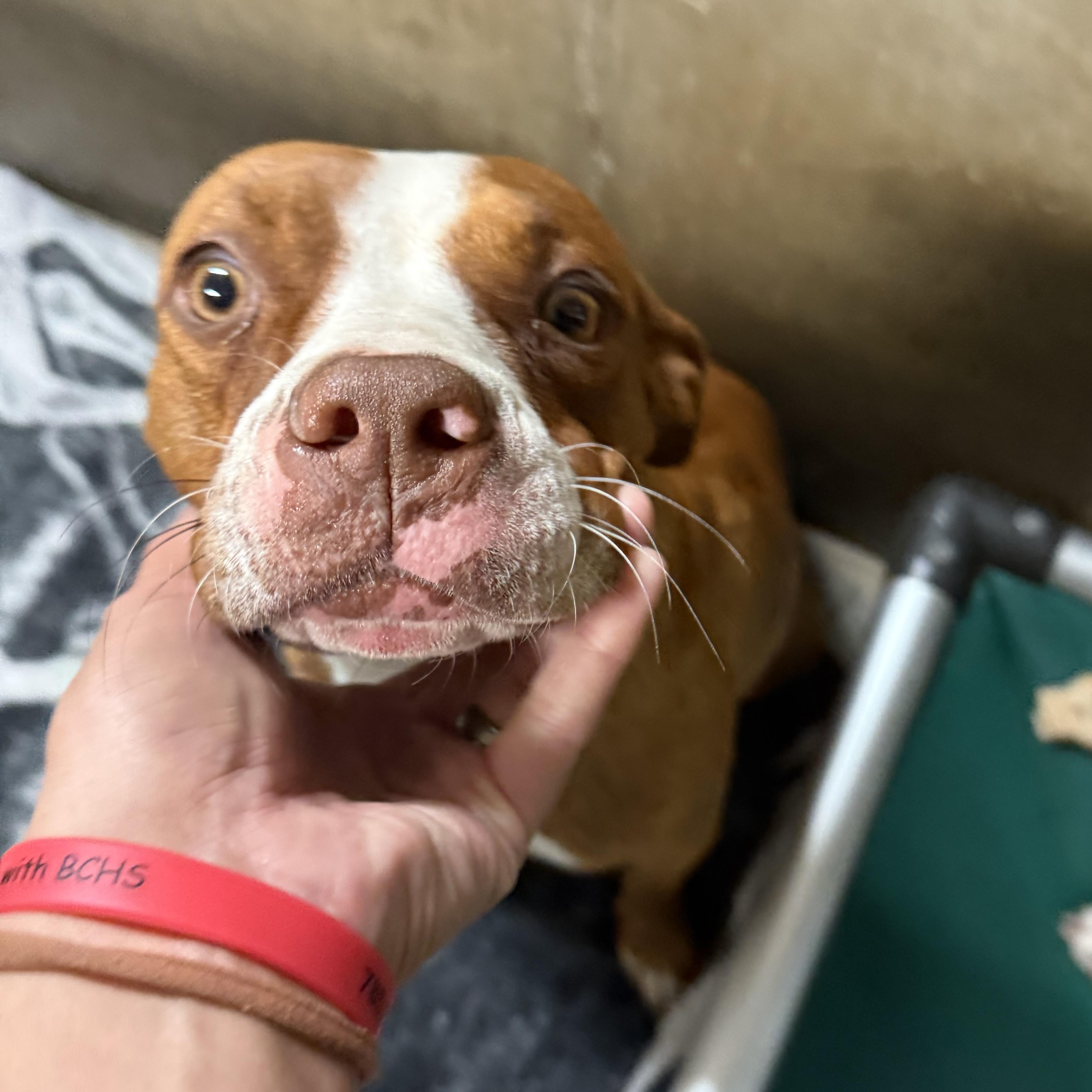 Enlarge Moxy, a Adoptable mixed breed in Hiawatha, KS image 5/5