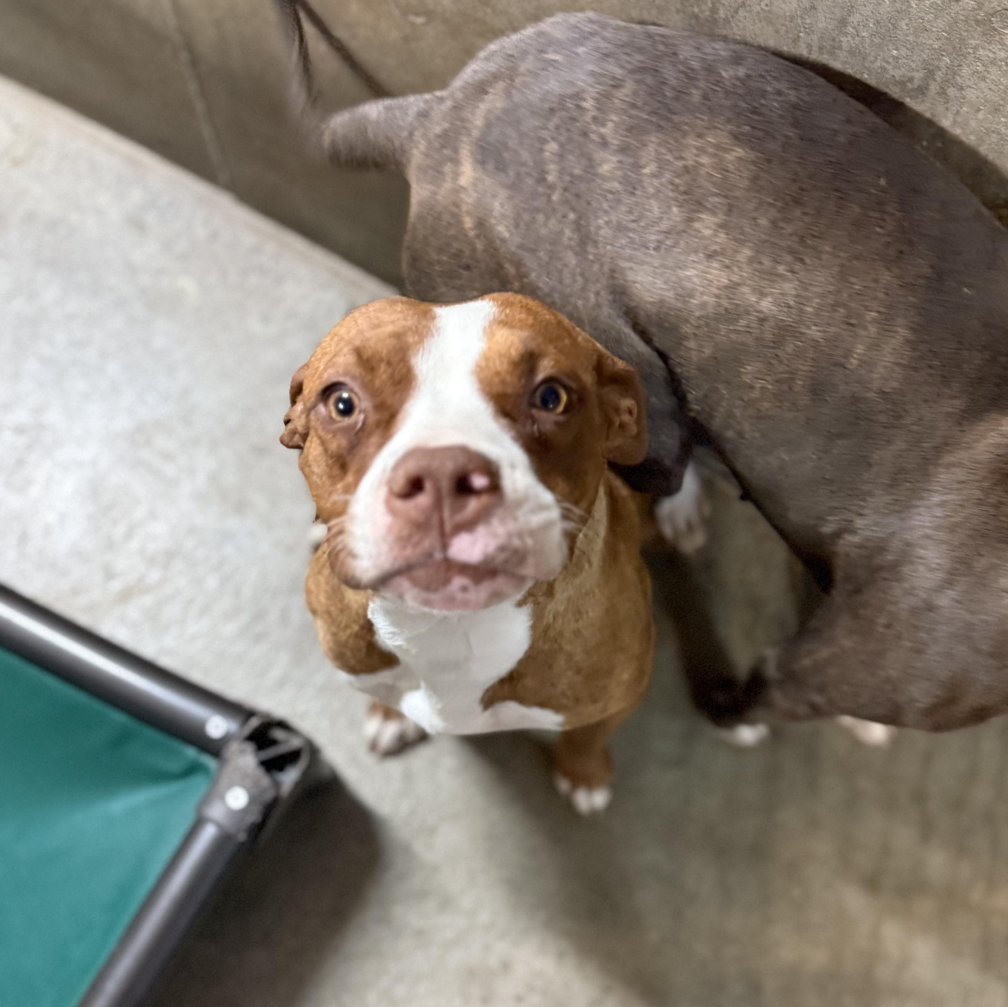 Moxy, Adoptable, Young Female American Staffordshire Terrier.