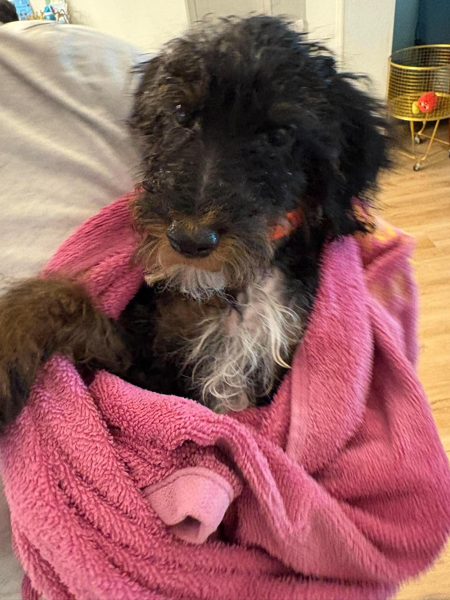 Chopper, Adopted, Puppy Male Bernese Mountain Dog & Poodle.
