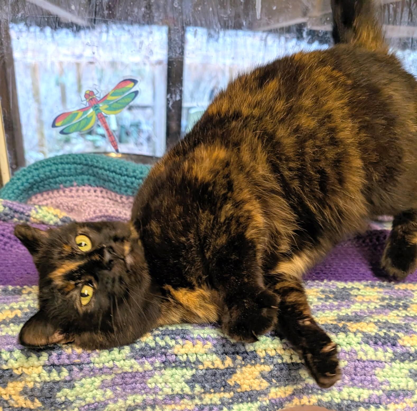Enlarge To Esme With Love And No Squalor , a ADOPTABLE Tortoiseshell in Newport, WA image 2/6