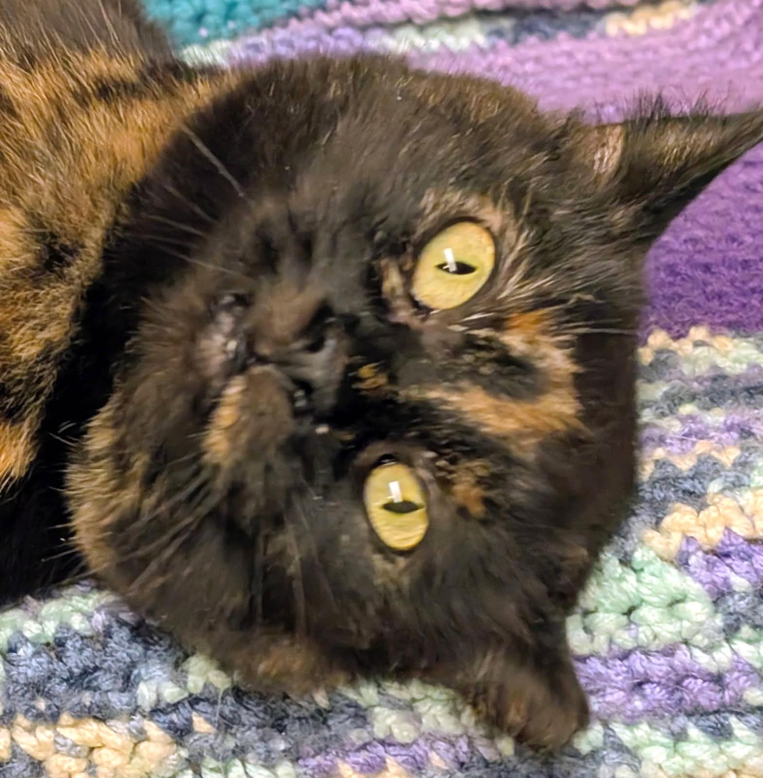 Enlarge To Esme With Love And No Squalor , a ADOPTABLE Tortoiseshell in Newport, WA image 3/6