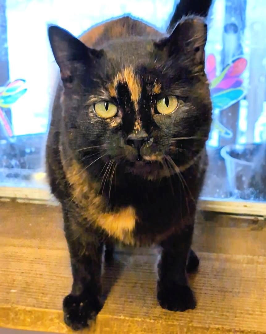 Enlarge To Esme With Love And No Squalor , a ADOPTABLE Tortoiseshell in Newport, WA image 1/6