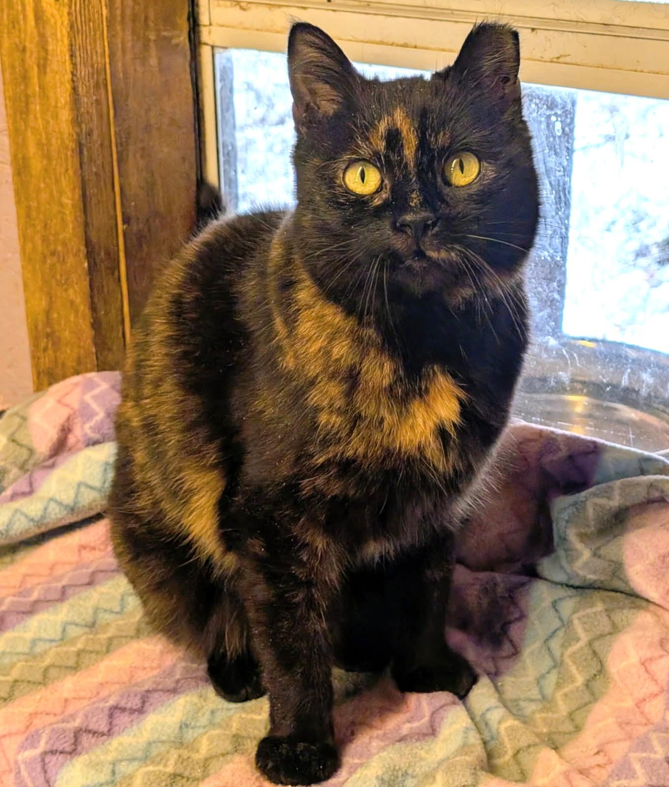 Enlarge To Esme With Love And No Squalor , a ADOPTABLE Tortoiseshell in Newport, WA image 6/6