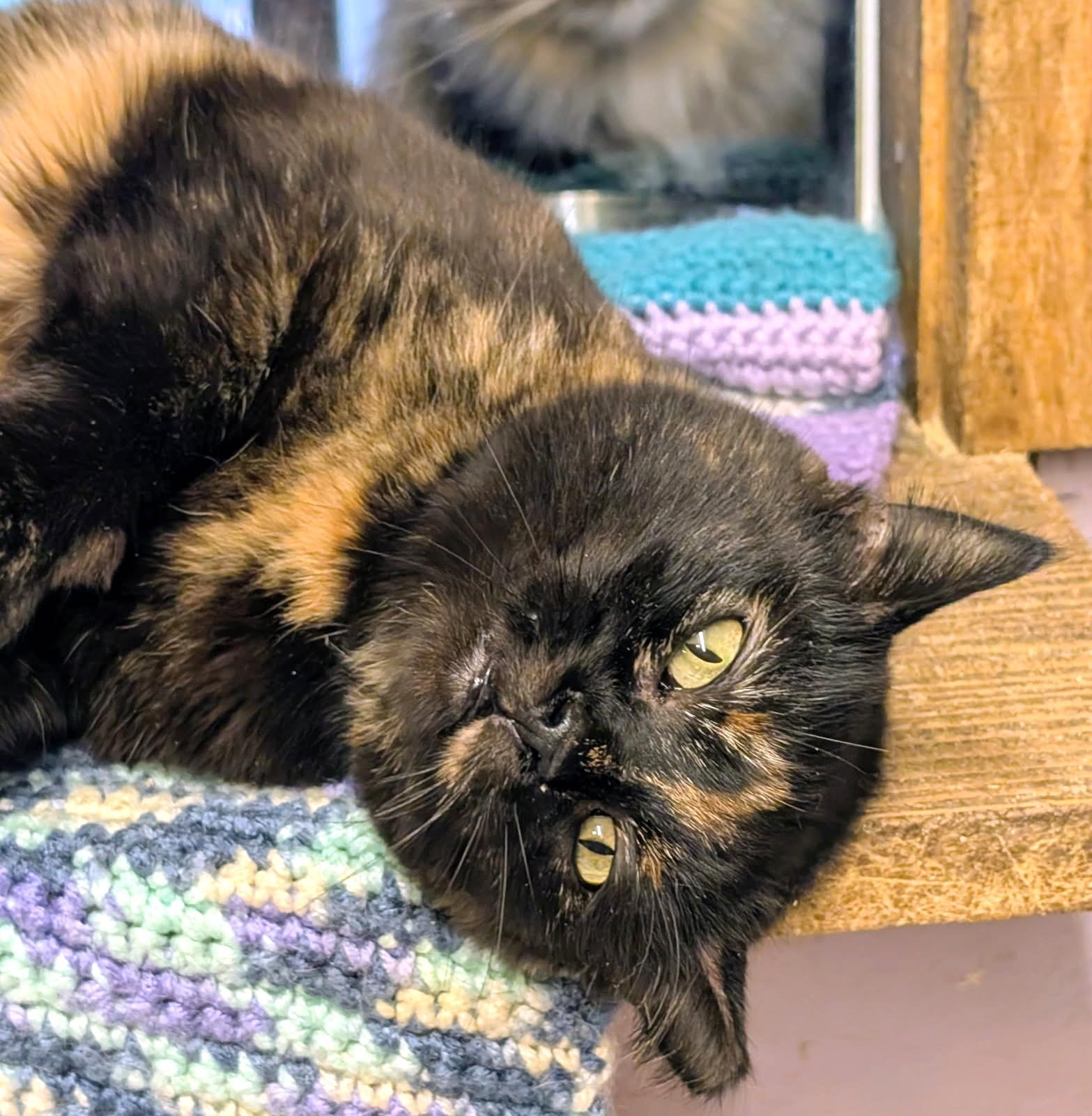 Enlarge To Esme With Love And No Squalor , a ADOPTABLE Tortoiseshell in Newport, WA image 5/6