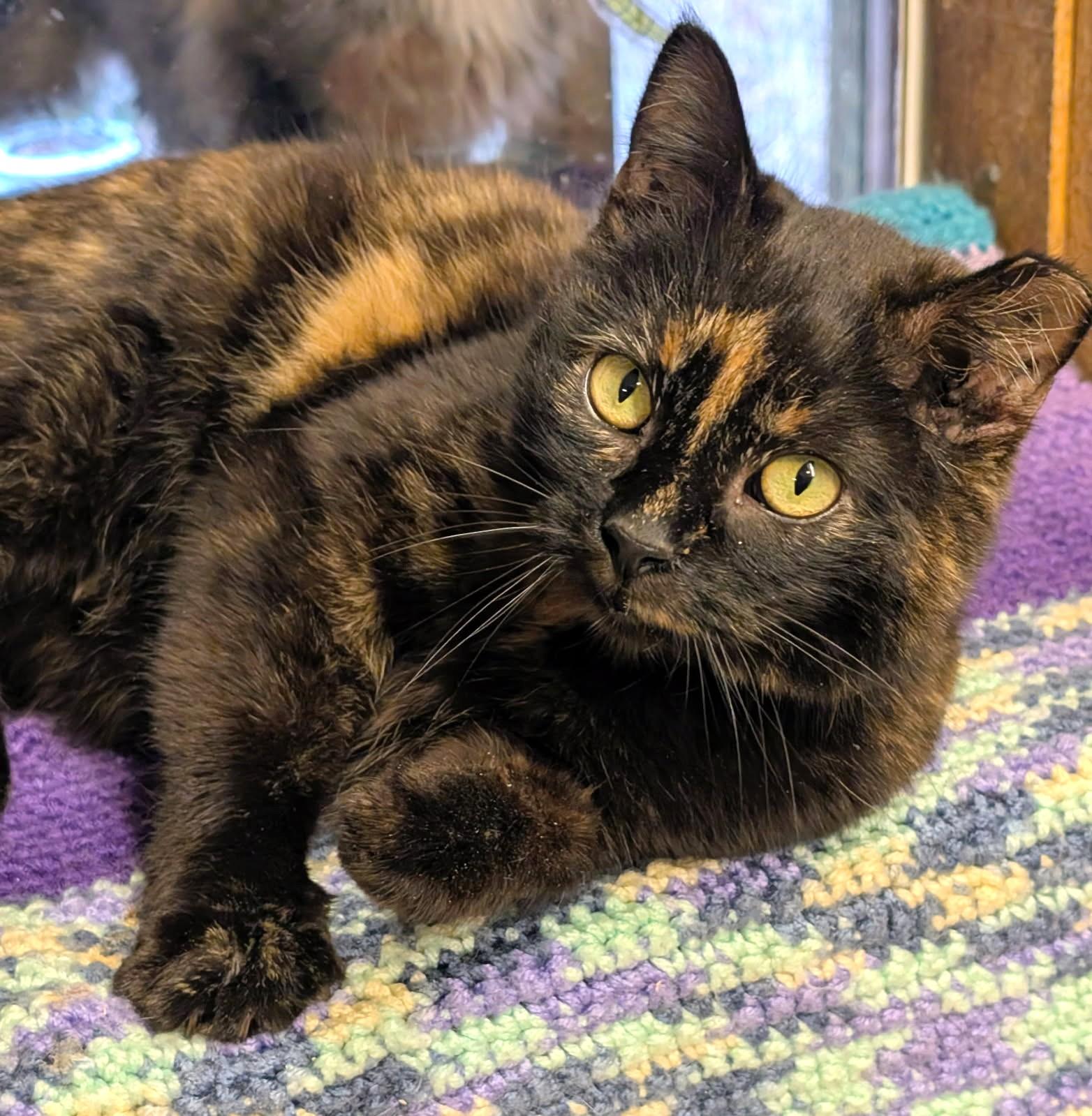 Enlarge To Esme With Love And No Squalor , a ADOPTABLE Tortoiseshell in Newport, WA image 4/6
