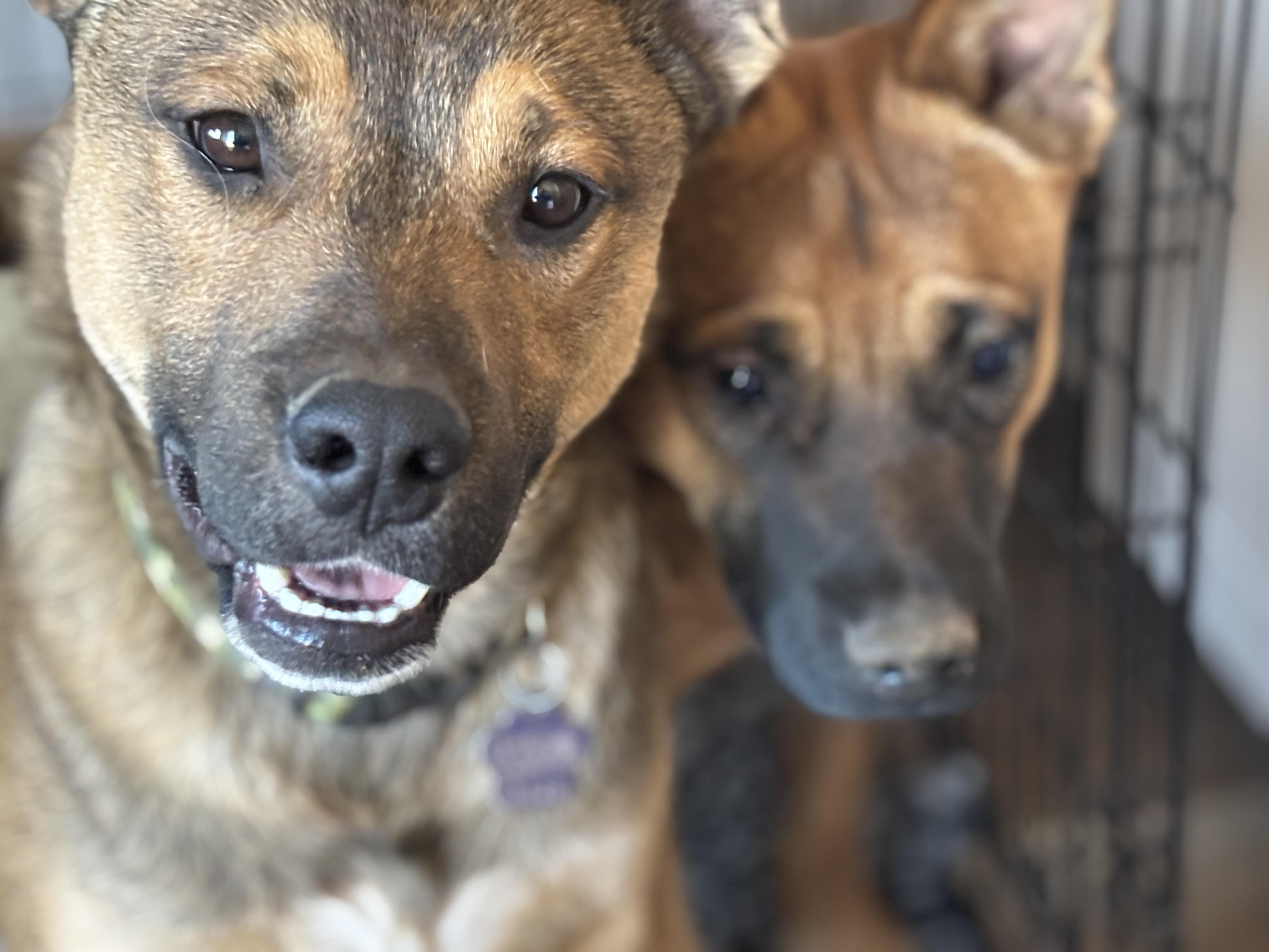 Enlarge Andy, a ADOPTABLE mixed breed in Estes Park, CO image 4/4