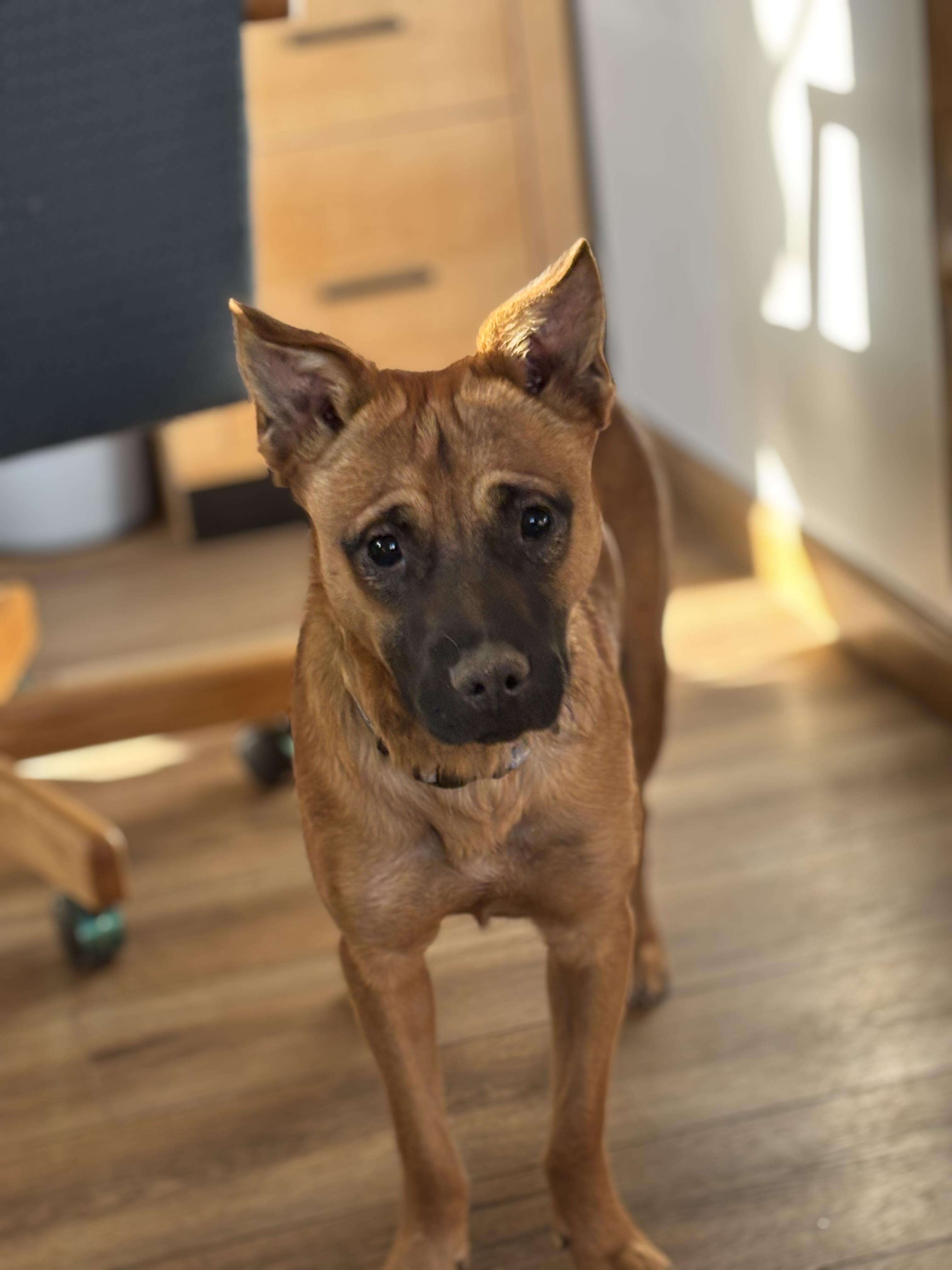 Enlarge Andy, a ADOPTABLE mixed breed in Estes Park, CO image 1/4