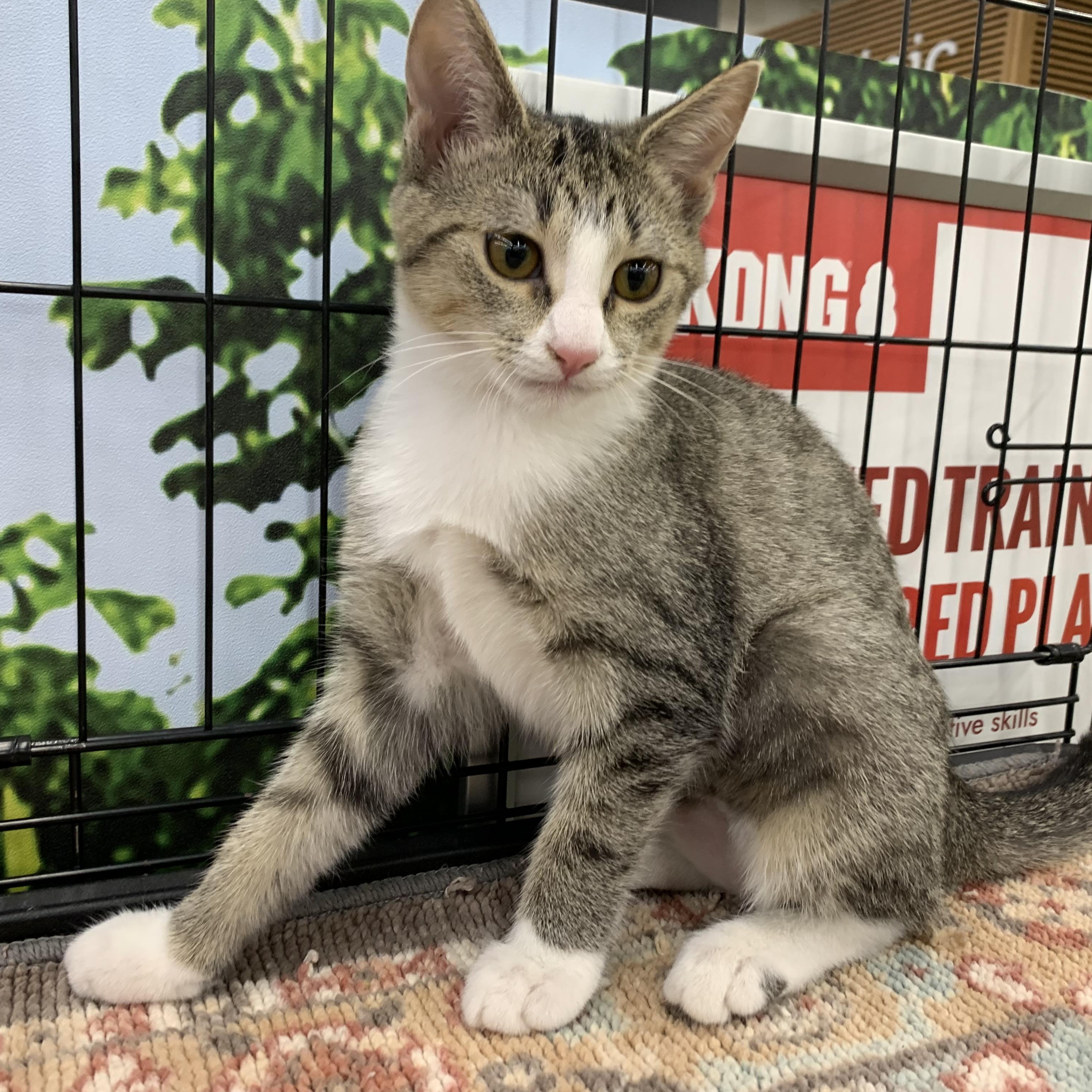 Sunshine, Adoptable, Kitten Female Domestic Short Hair.