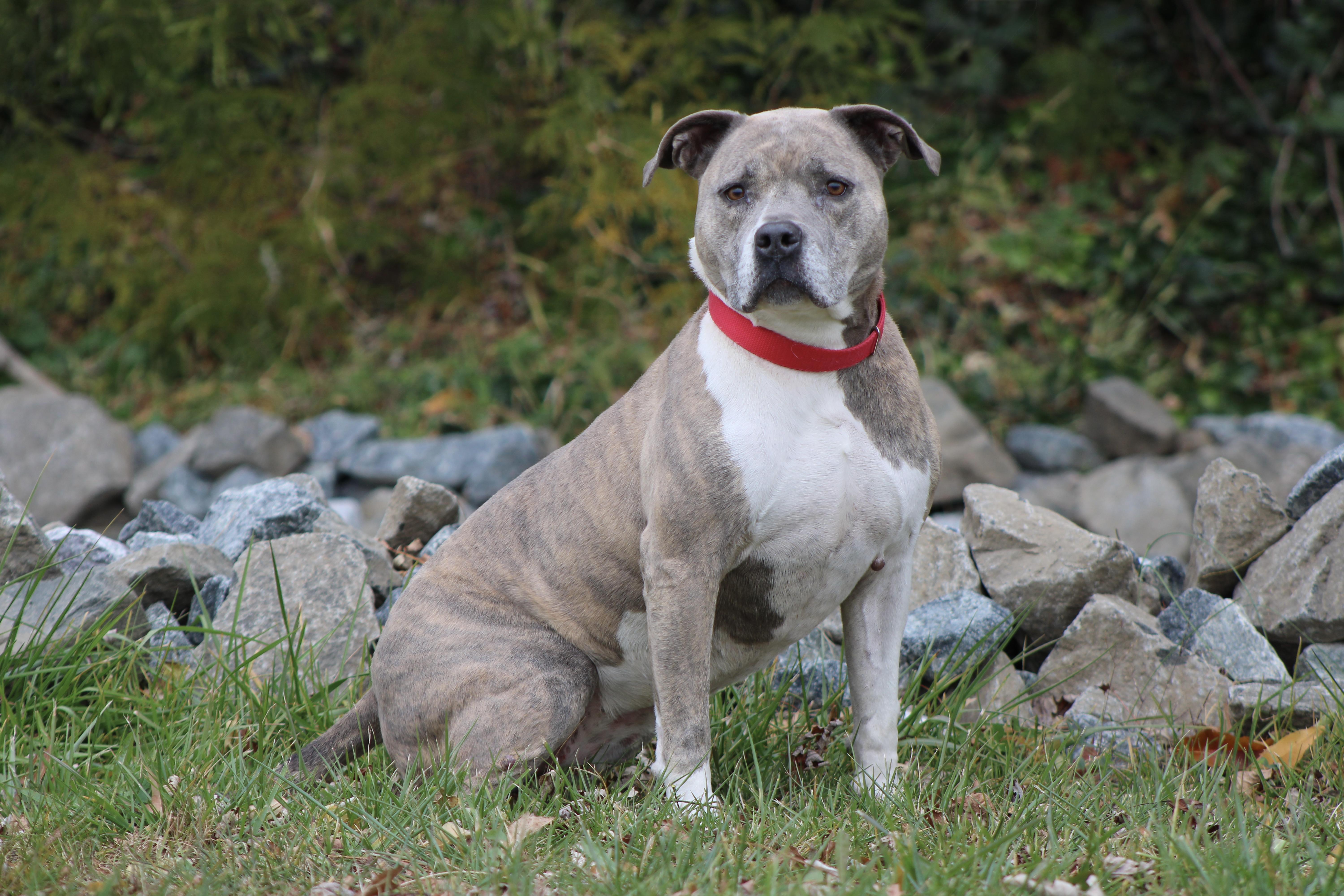 Lexi, Adoptable, Adult Female Pit Bull Terrier.