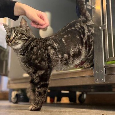 Enlarge Toad, a ADOPTABLE mixed breed in Driggs, ID image 2/2