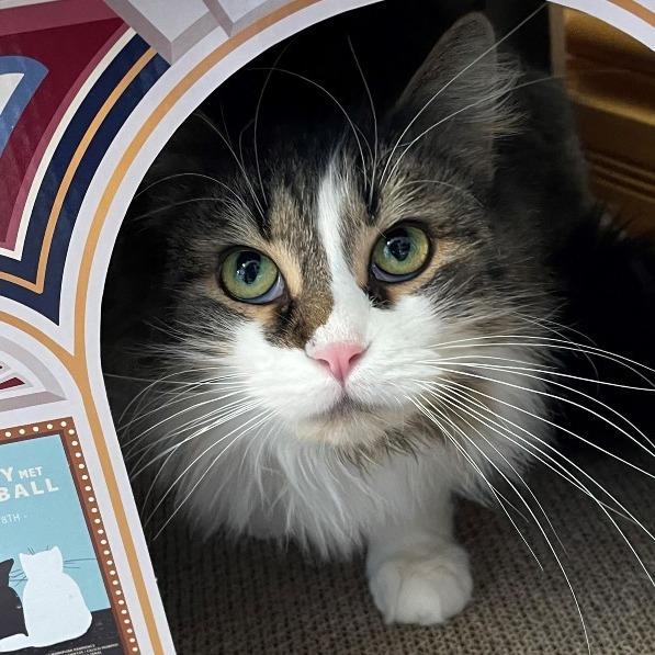 Enlarge Luna, a Adoptable Domestic Medium Hair in Owosso, MI image 1/3