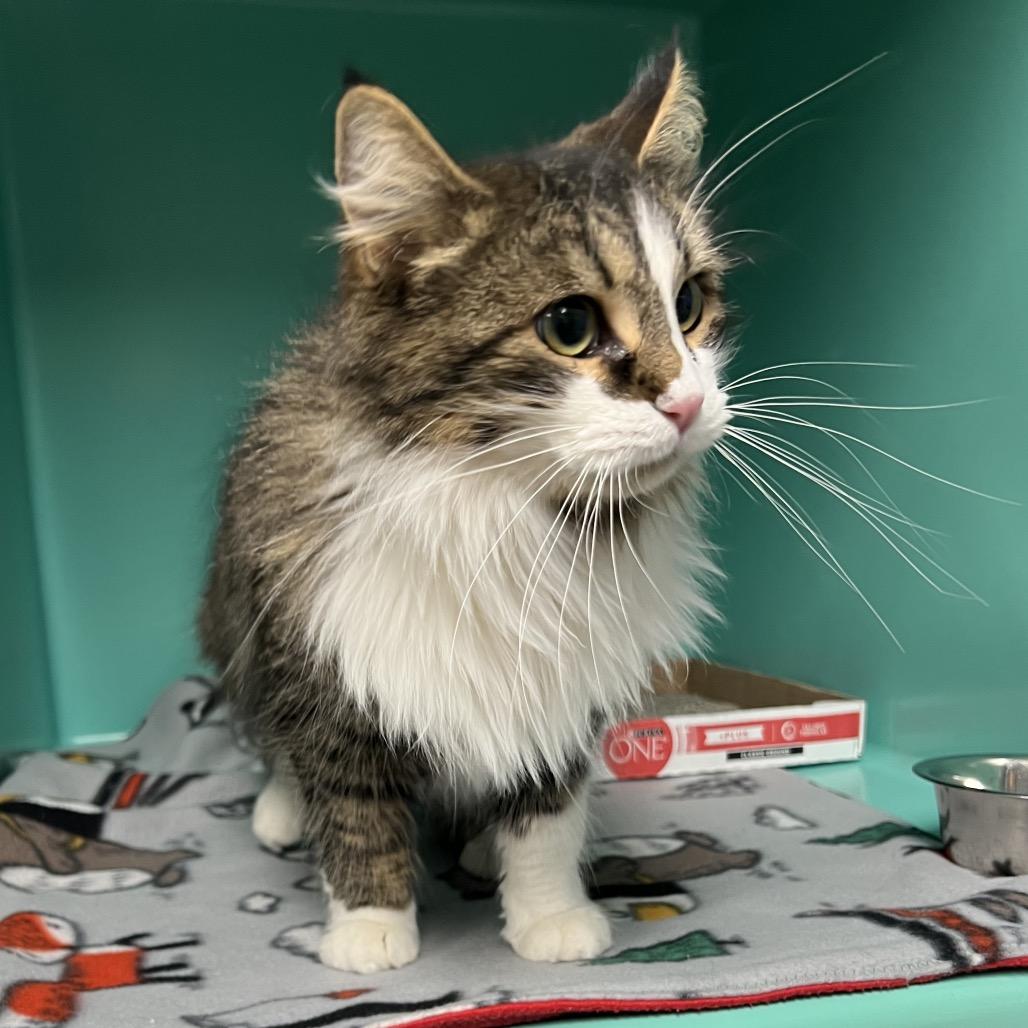 Enlarge Luna, a Adoptable Domestic Medium Hair in Owosso, MI image 2/3