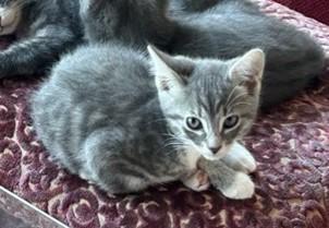 Kyle, ADOPTABLE, Kitten Male Domestic Short Hair.