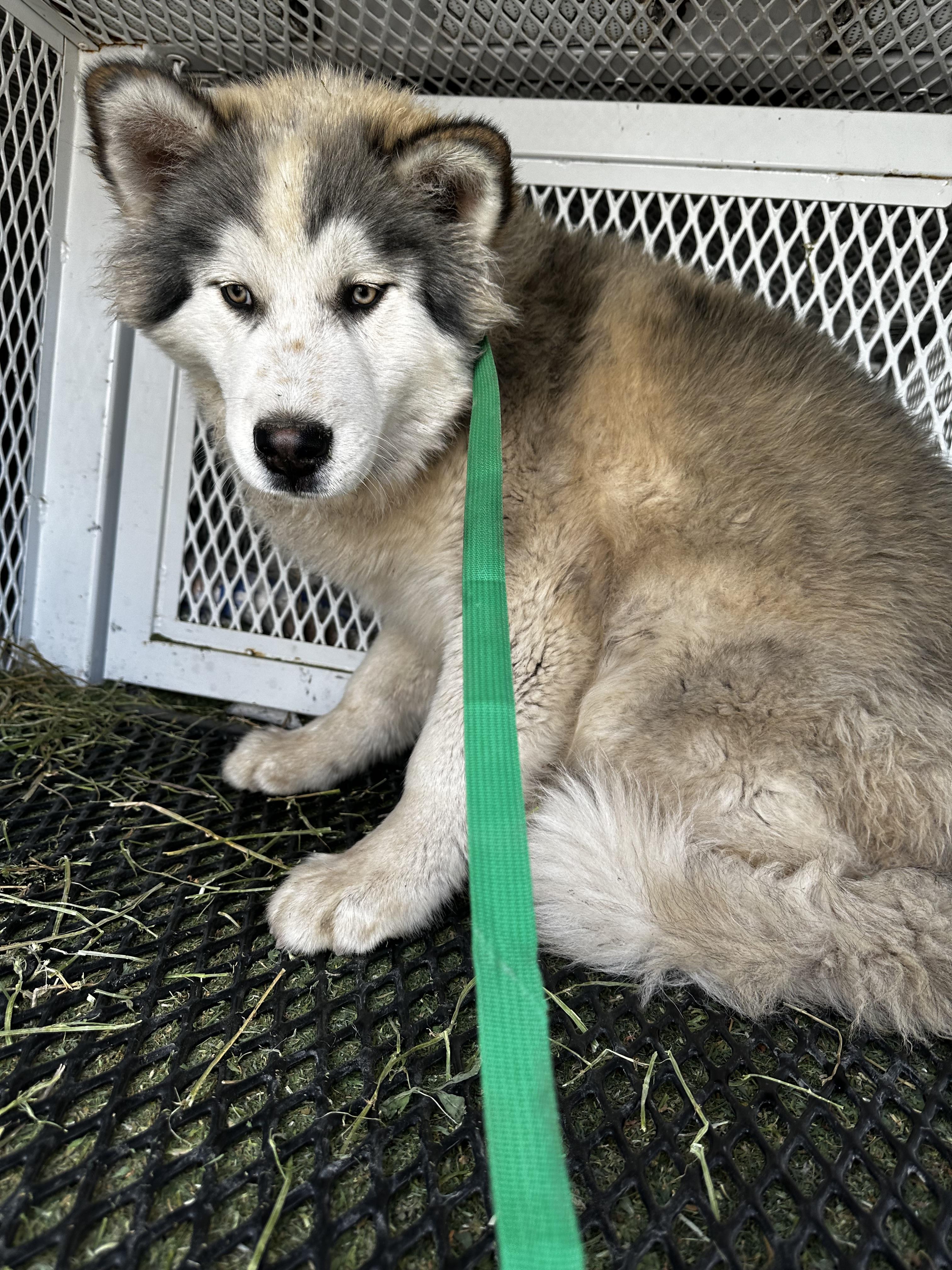 Jiviah, a Adopted mixed breed in Lovelock, NV image 6/6