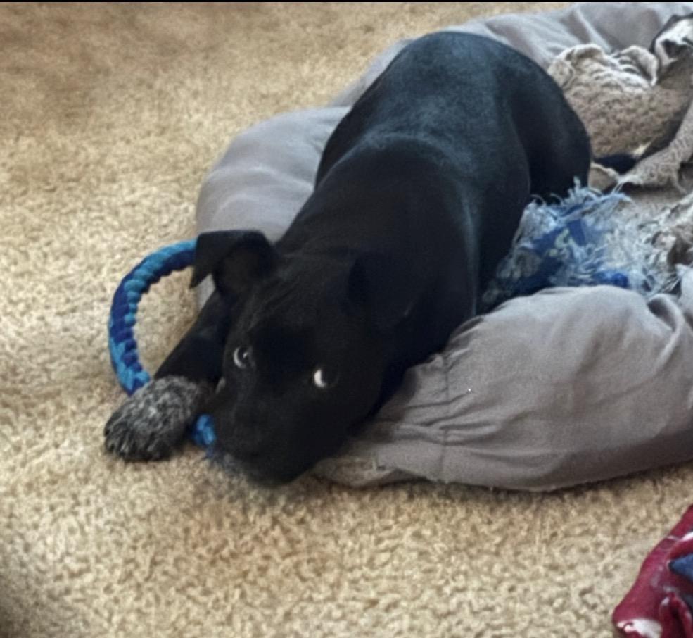 Enlarge Macy, a Adoptable Mixed Breed in Maineville, OH image 2/6