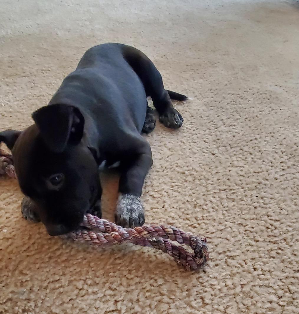 Enlarge Macy, a Adoptable Mixed Breed in Maineville, OH image 3/6