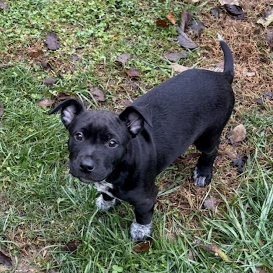 Enlarge Macy, a Adoptable Mixed Breed in Maineville, OH image 1/6