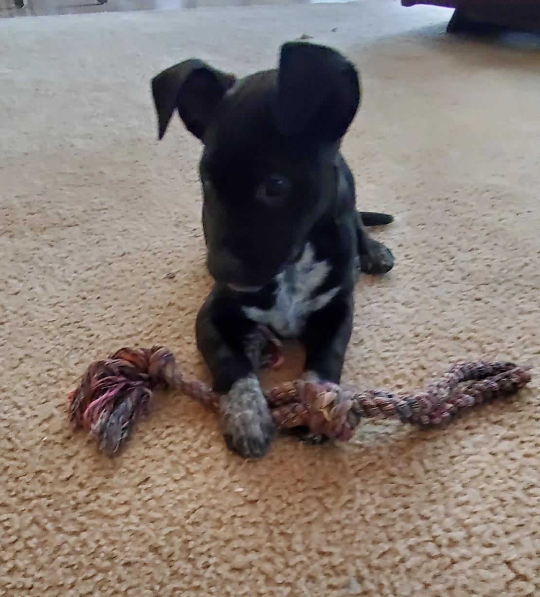 Enlarge Macy, a Adoptable Mixed Breed in Maineville, OH image 4/6