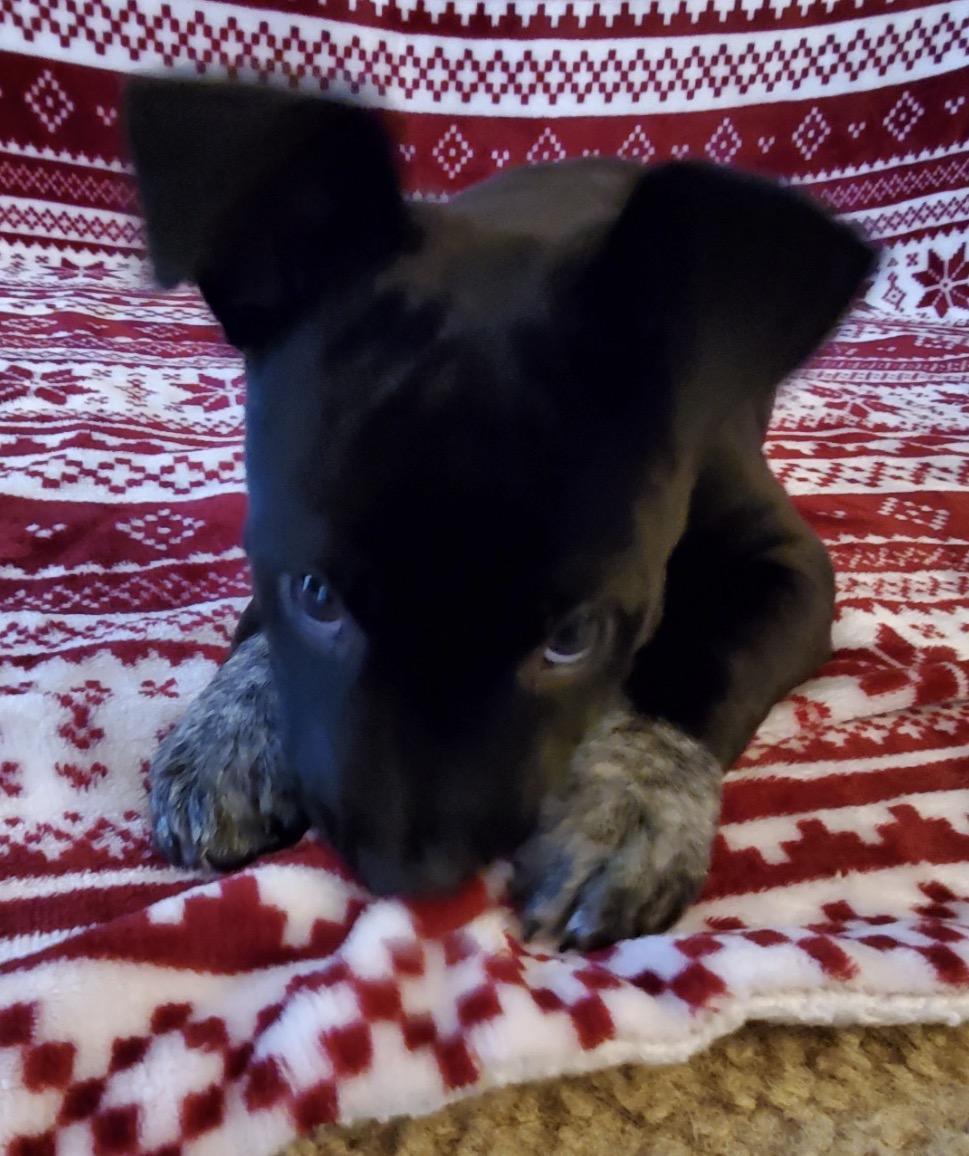 Enlarge Macy, a Adoptable Mixed Breed in Maineville, OH image 5/6