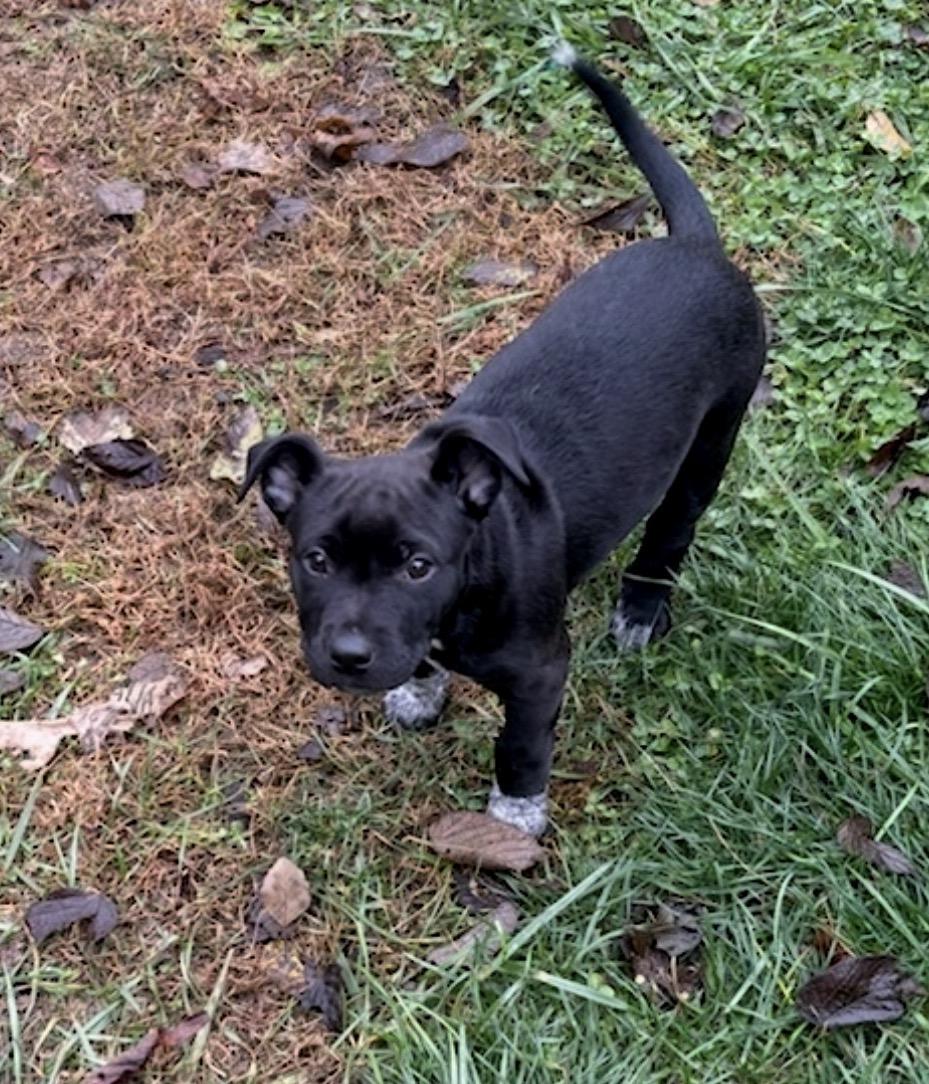 Enlarge Macy, a Adoptable Mixed Breed in Maineville, OH image 6/6