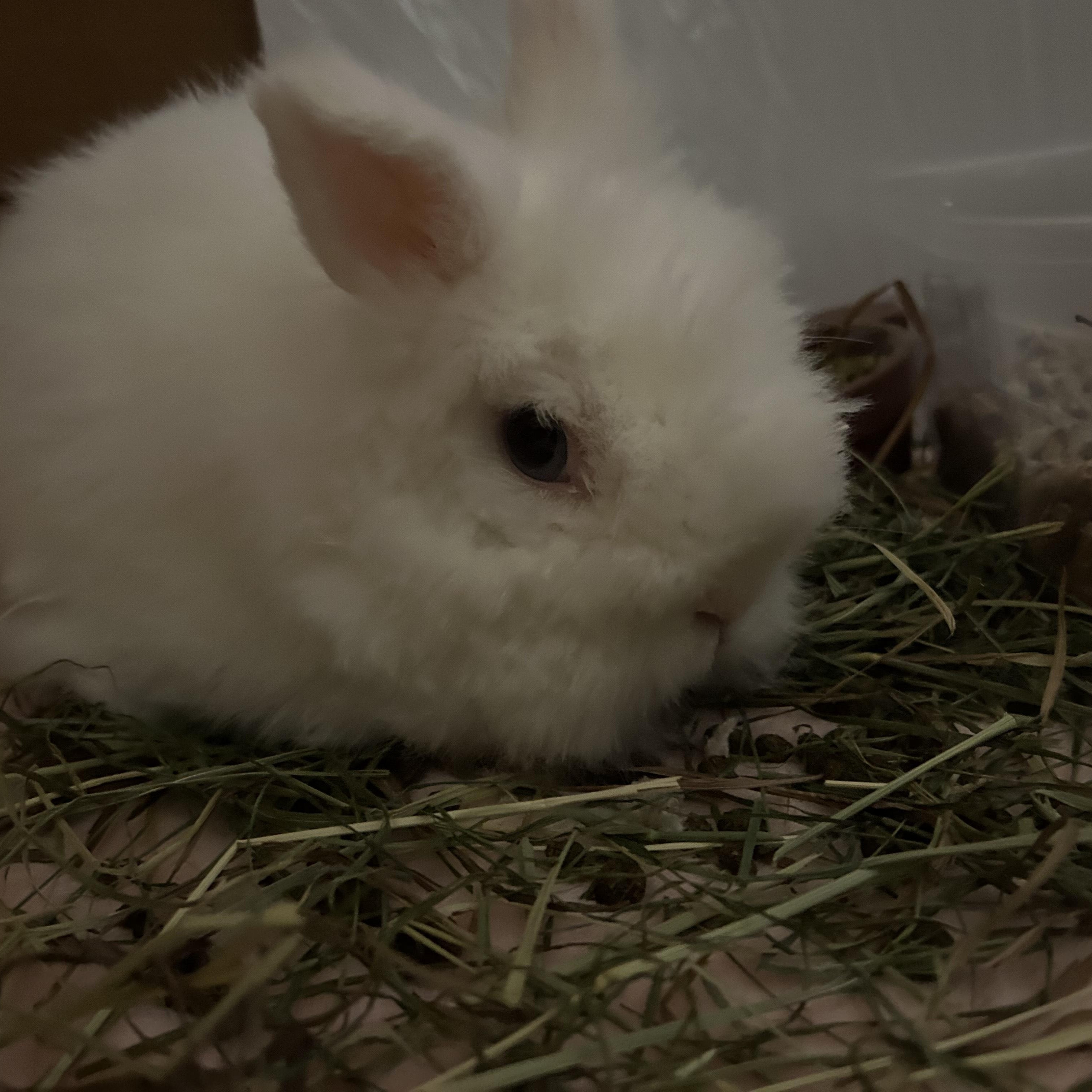 Enlarge Panda & Snow Blast, a Adoptable Dutch in Gig Harbor, WA image 2/4