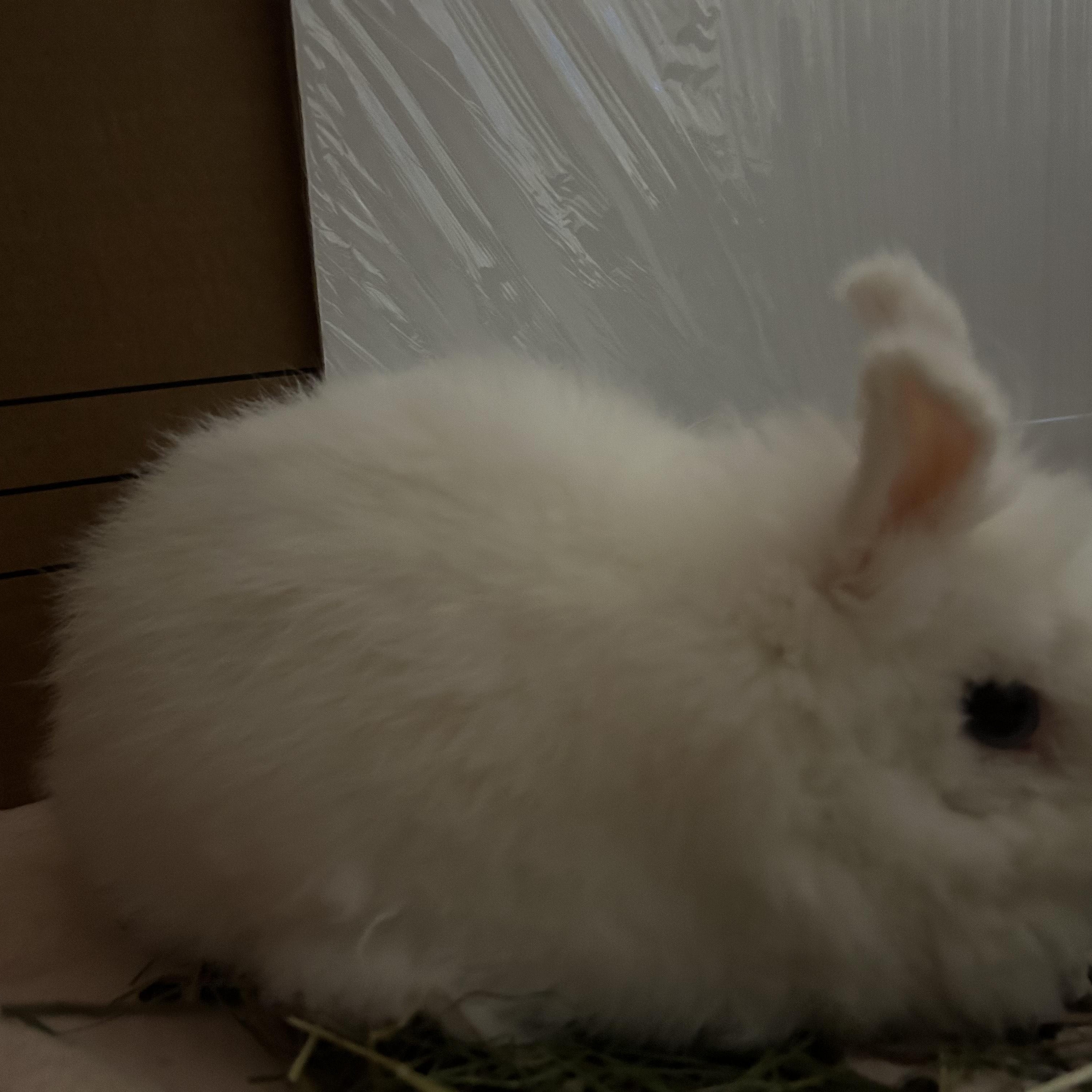 Enlarge Panda & Snow Blast, a Adoptable Dutch in Gig Harbor, WA image 3/4