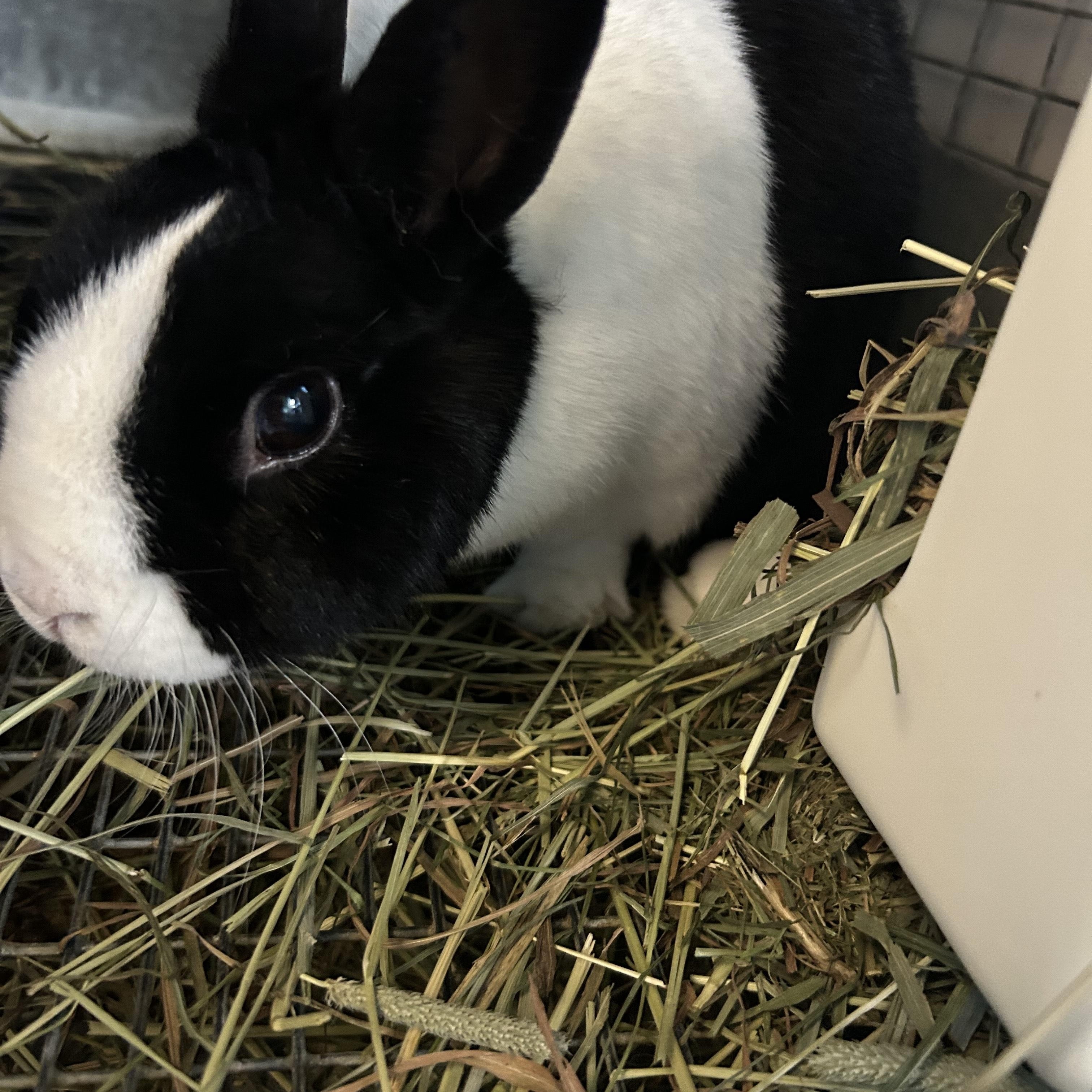 Enlarge Panda & Snow Blast, a Adoptable Dutch in Gig Harbor, WA image 4/4