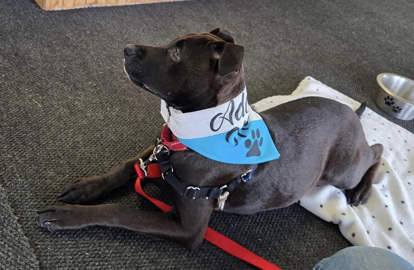 Juniper, a ADOPTABLE mixed breed in Buffalo, NY image 2/6
