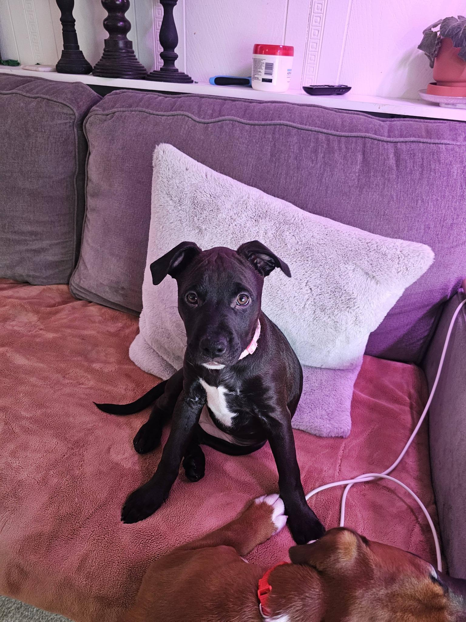 Juniper, a ADOPTABLE mixed breed in Buffalo, NY image 4/6