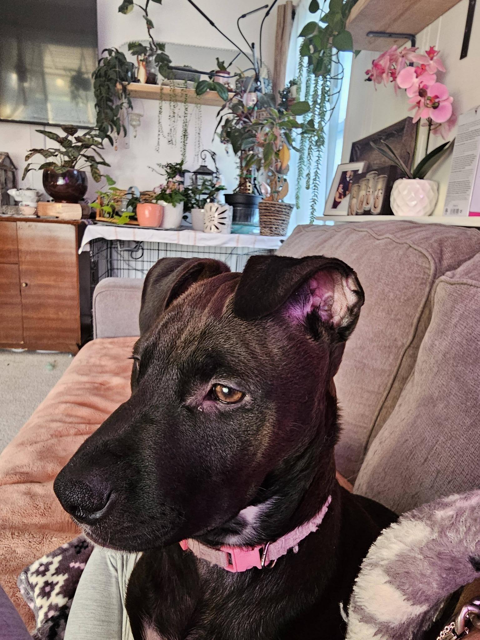 Juniper, a ADOPTABLE mixed breed in Buffalo, NY image 5/6
