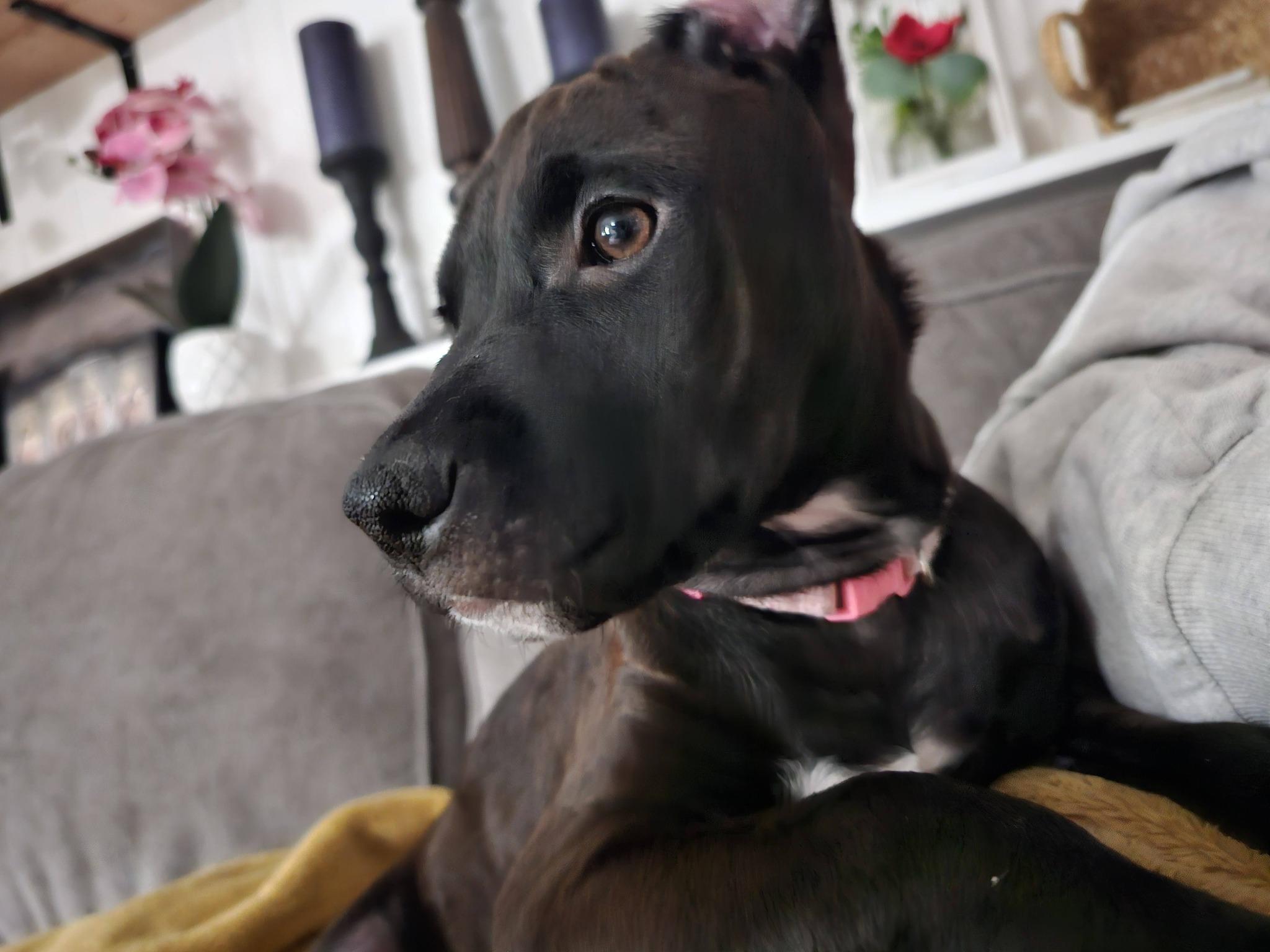 Juniper, a ADOPTABLE mixed breed in Buffalo, NY image 3/6