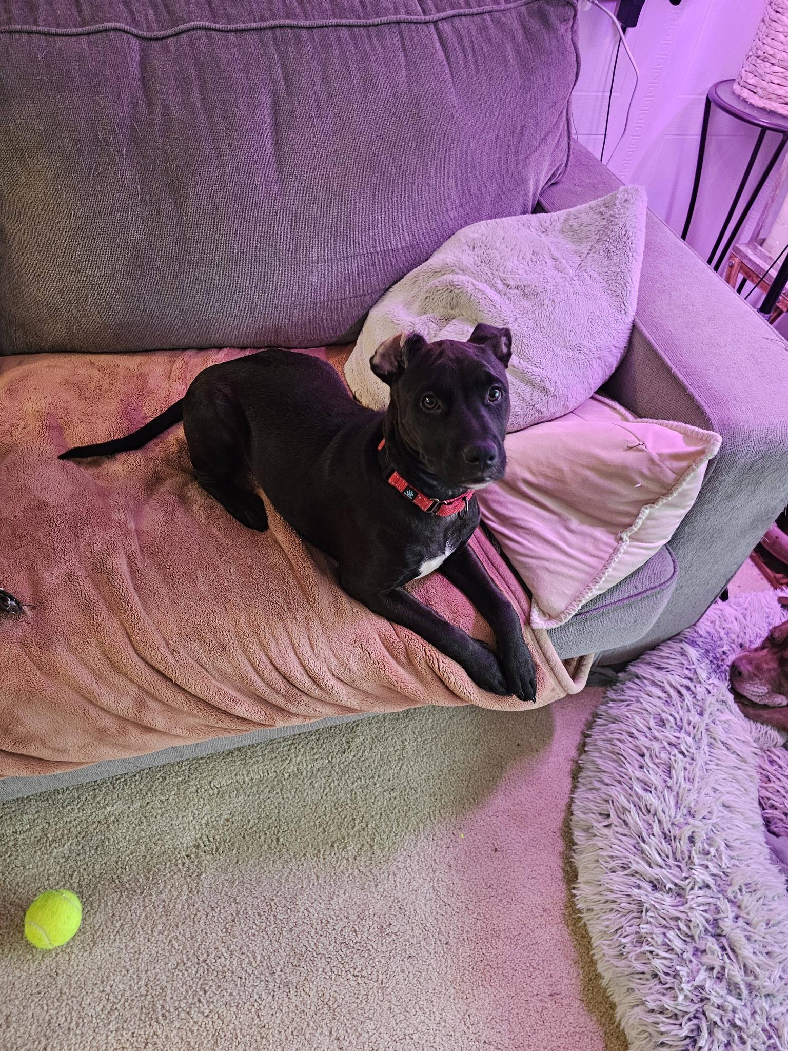 Juniper, a ADOPTABLE mixed breed in Buffalo, NY image 6/6