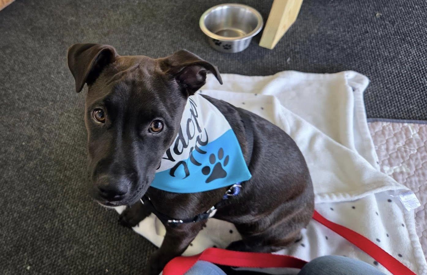 Juniper, a ADOPTABLE mixed breed in Buffalo, NY image 1/6