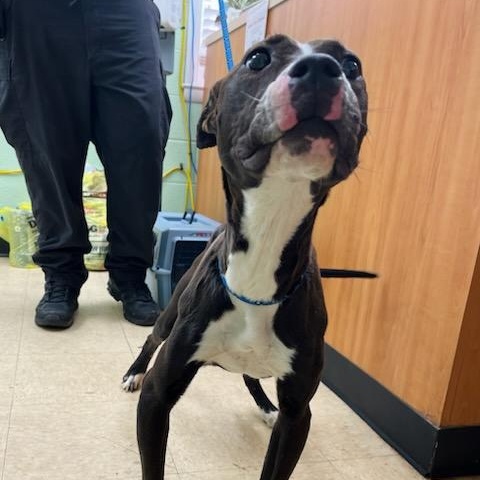 Enlarge Basil , a ADOPTABLE mixed breed in Martinsville, VA image 4/5